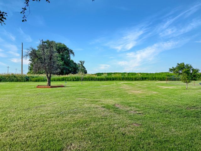 There is a tree in the middle of a lush green field.