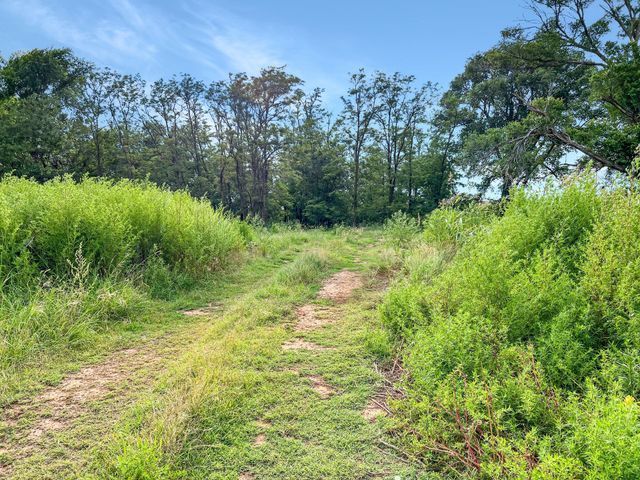 A dirt road going through a grassy field with trees in the background.