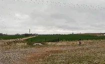 A flock of birds are flying over a field on a cloudy day.