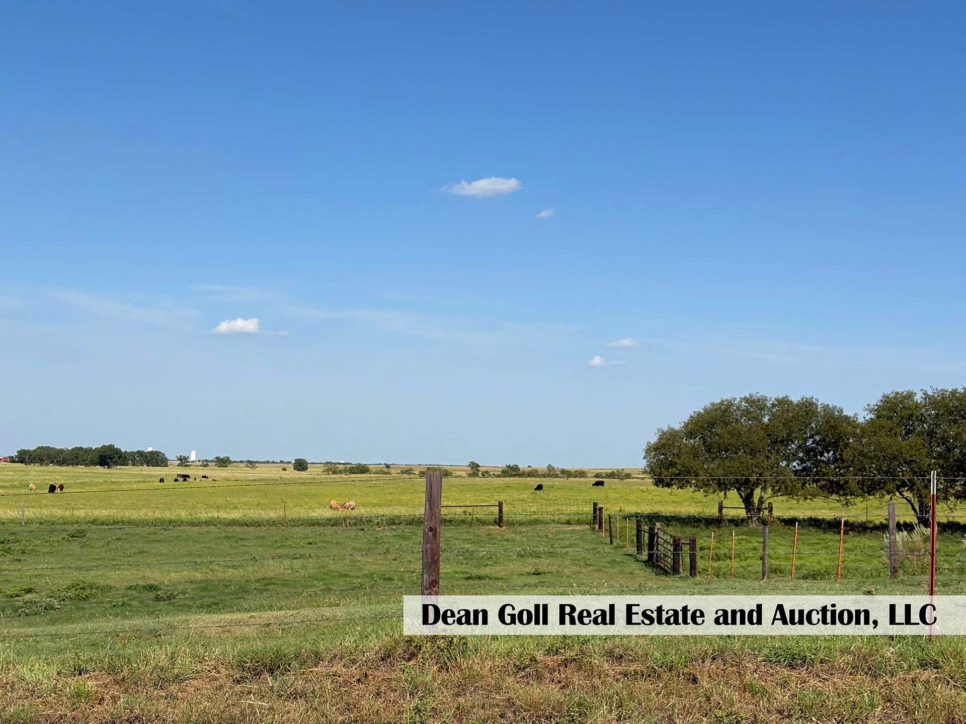 a grassy field under a blue sky with a fence, trees, and cattle grazing in the distance