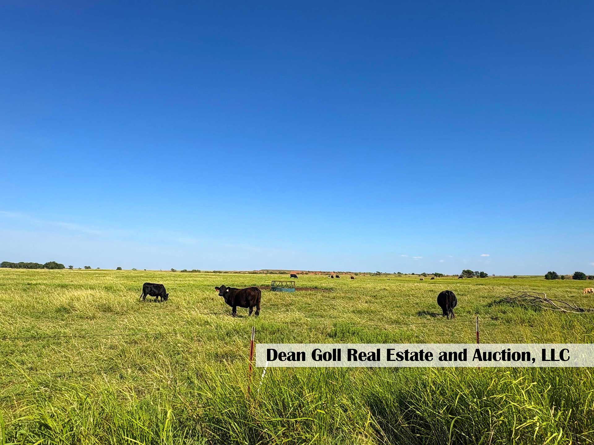 cattle grazing in a grassy field under a blue sky