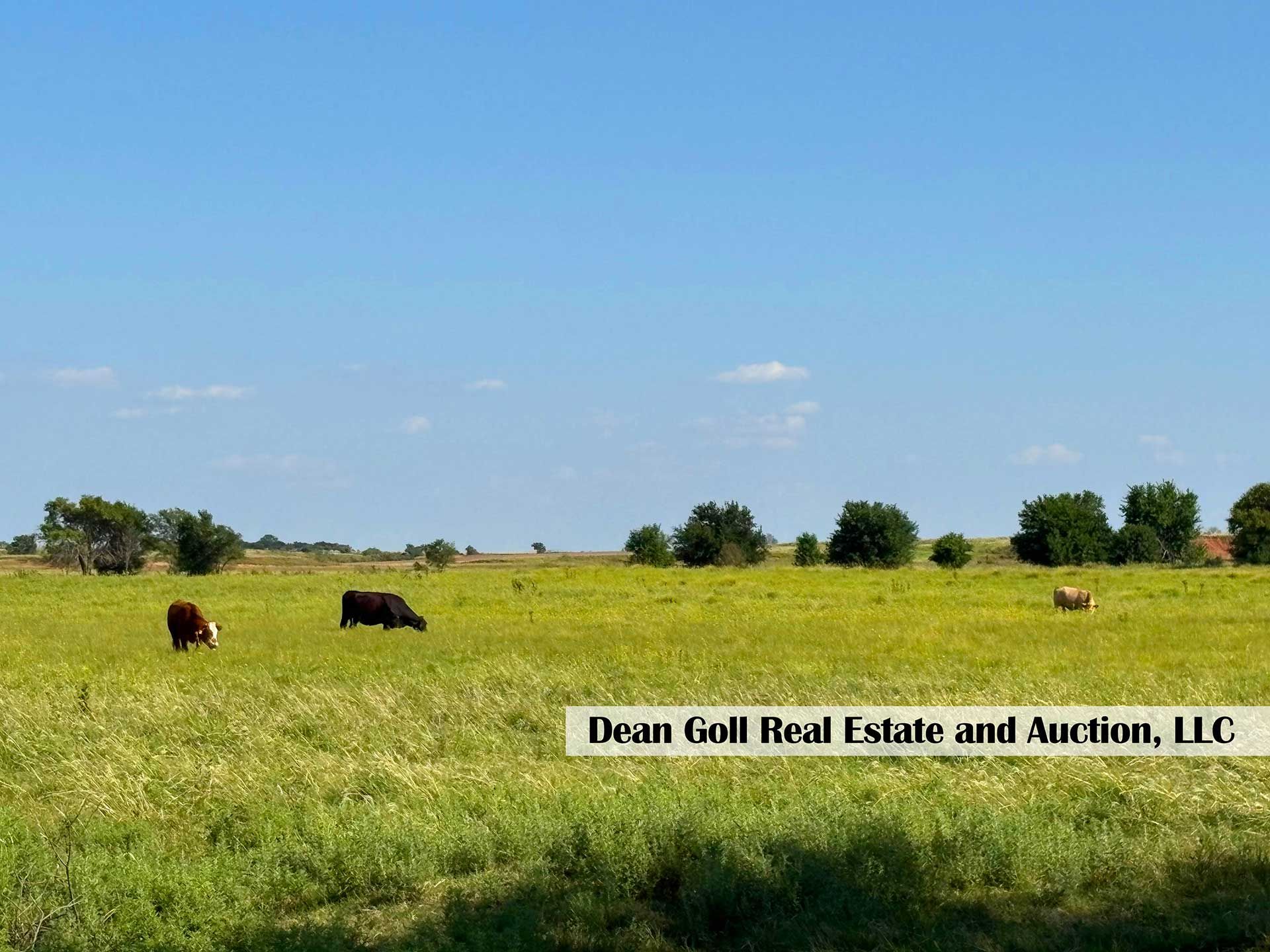 cows grazing in a green pasture under a clear blue sky