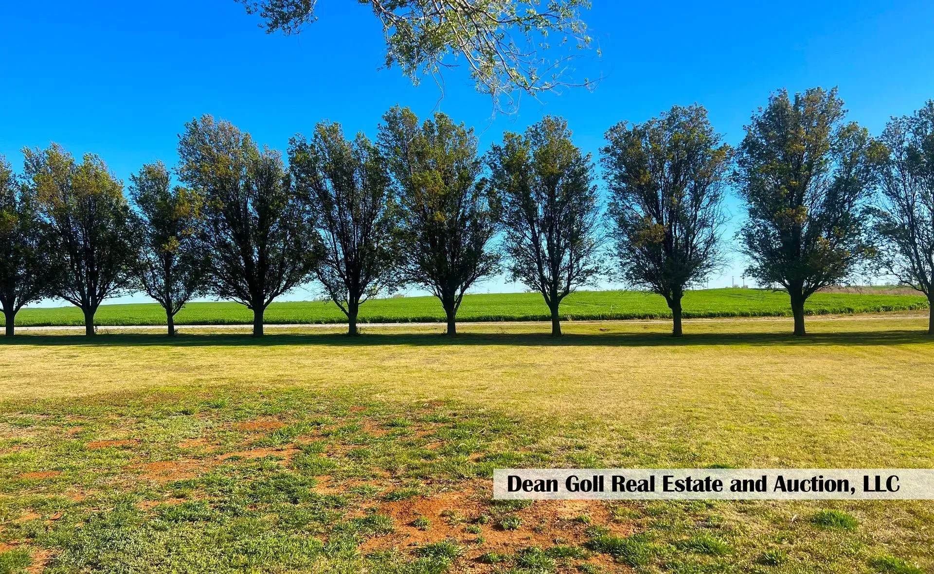 A row of tall, slender trees against a blue sky and a field; the ground is a mix of grass and dry patches.