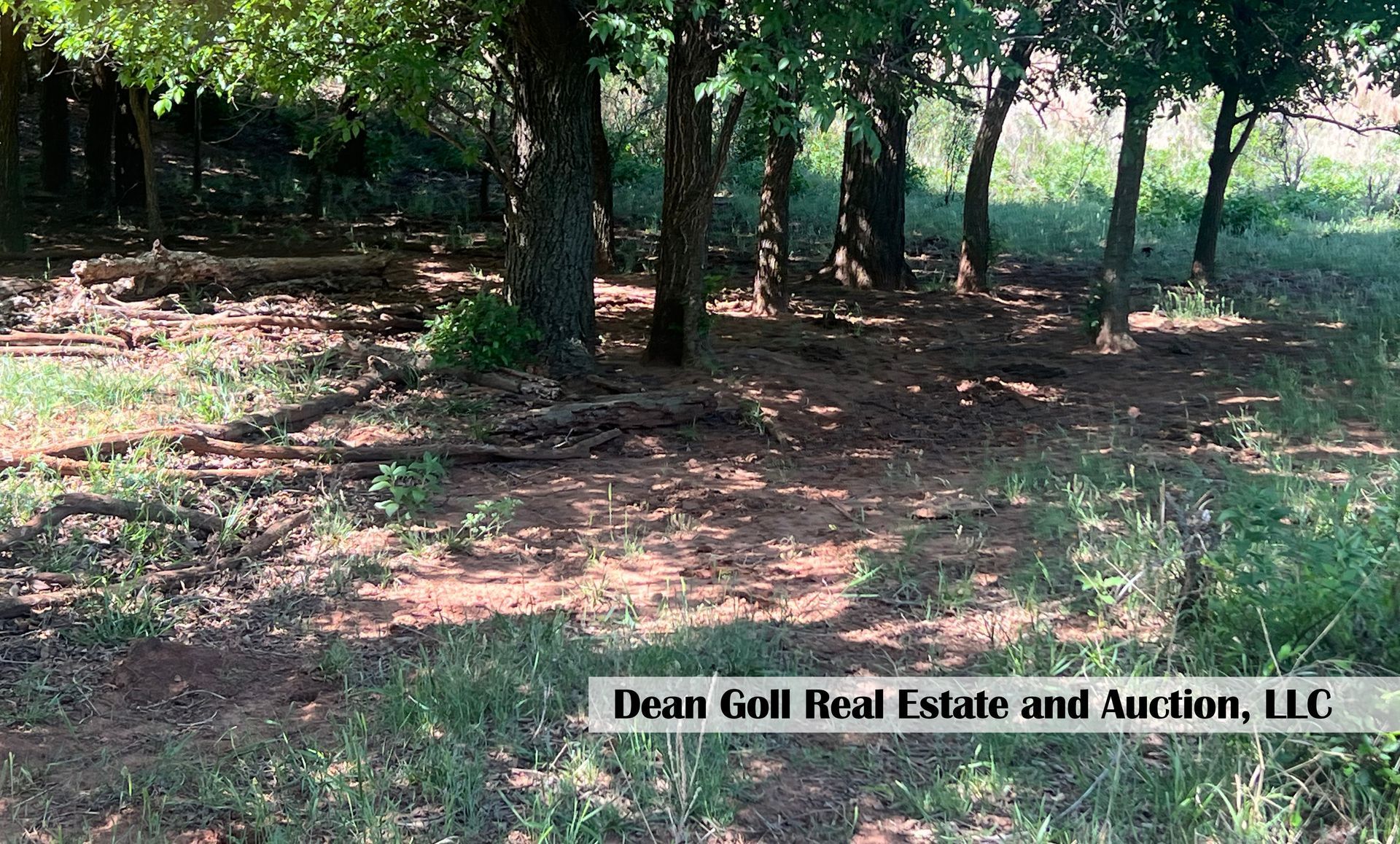 A forest filled with trees and grass