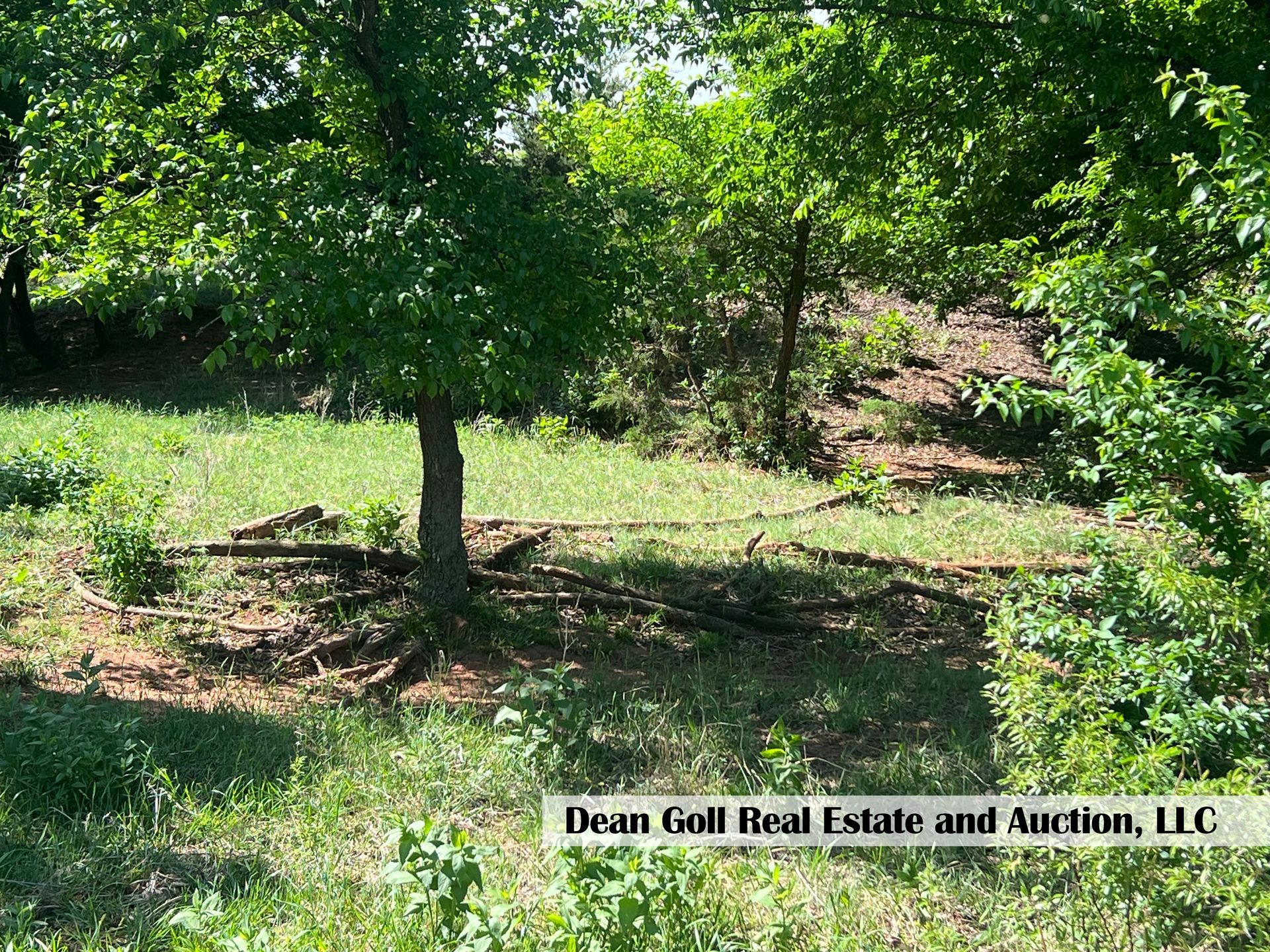 A tree is in the middle of a grassy field