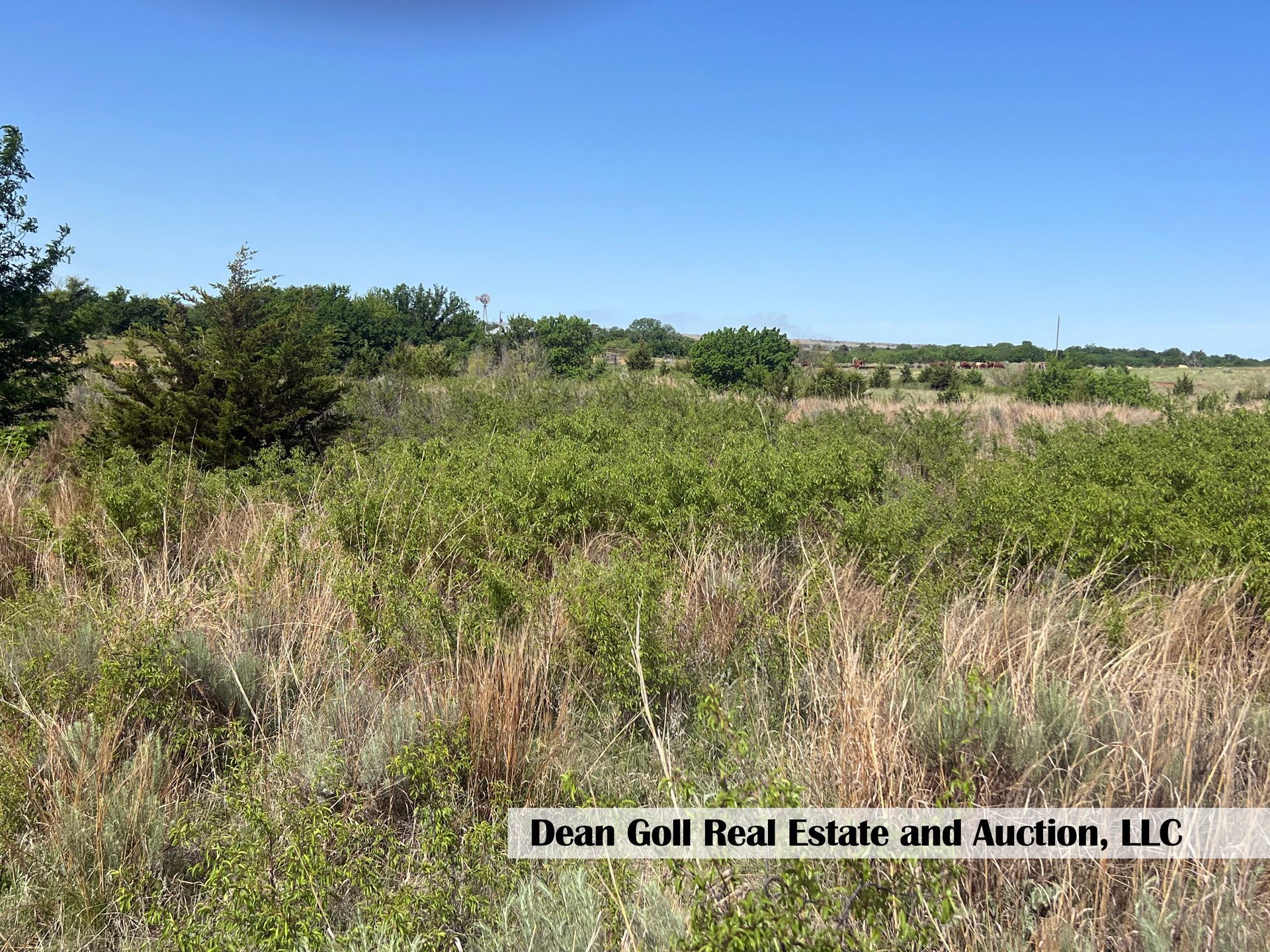 A field of tall grass and trees with a blue sky in the background