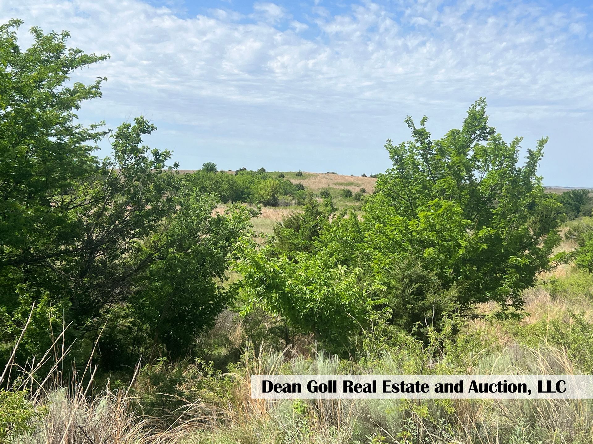 A view of a field with trees and grass