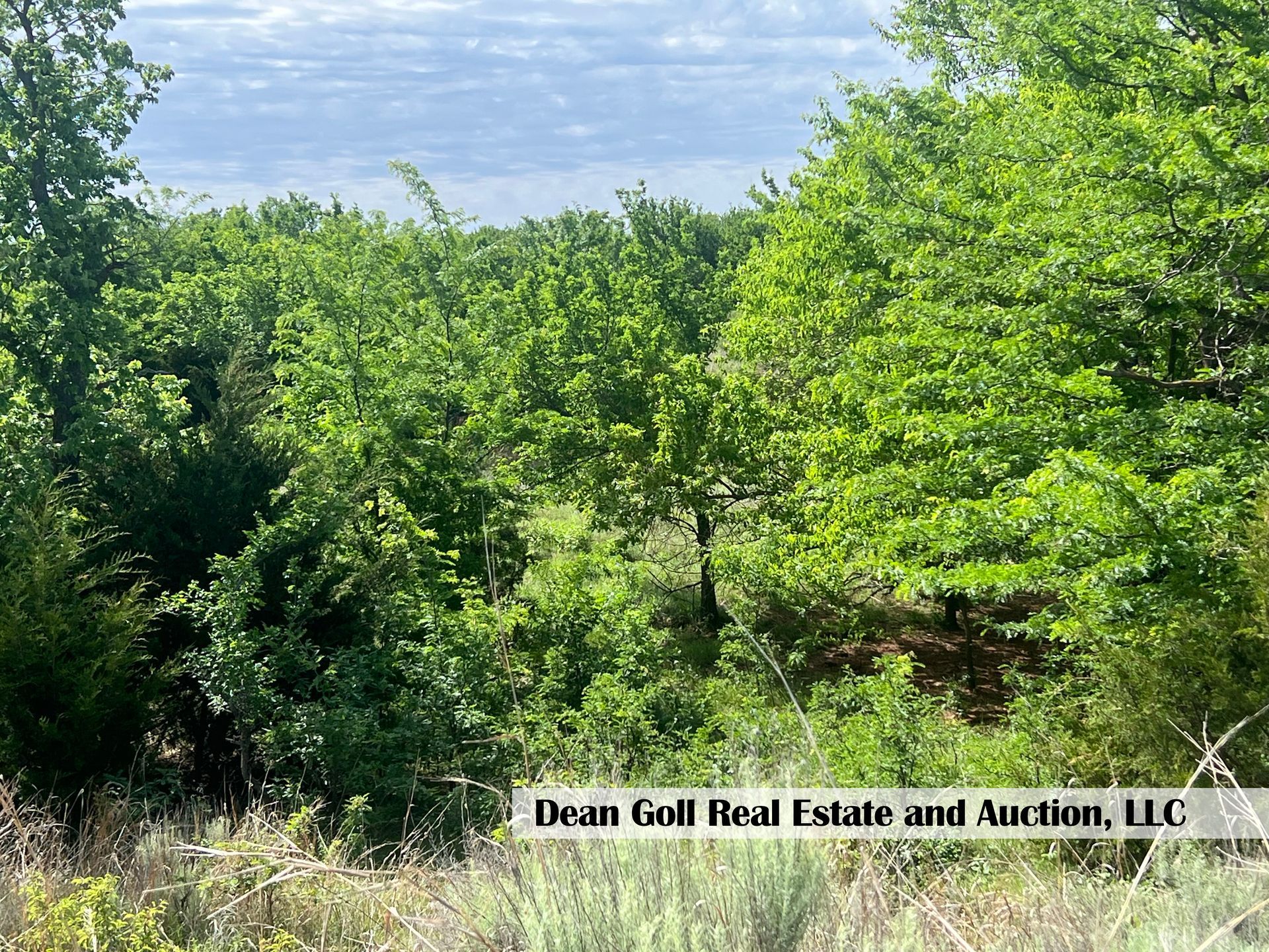 A view of a field with trees and grass