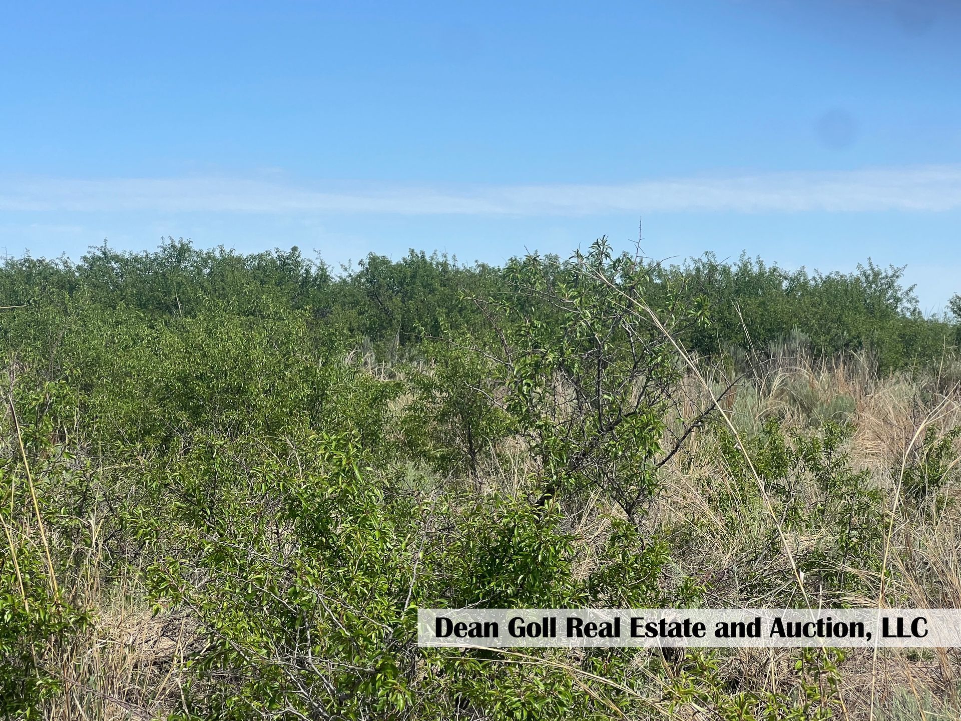 A field of tall grass and trees with a blue sky in the background