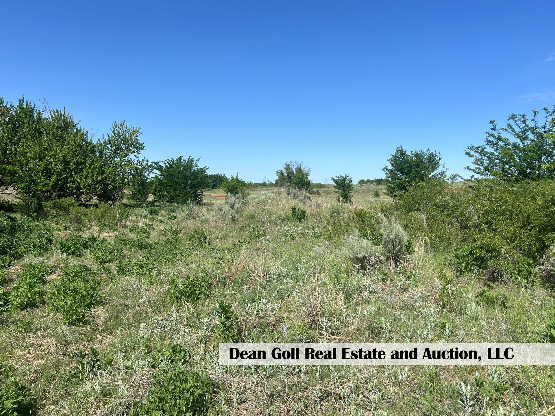 A field of grass and trees with a blue sky in the background