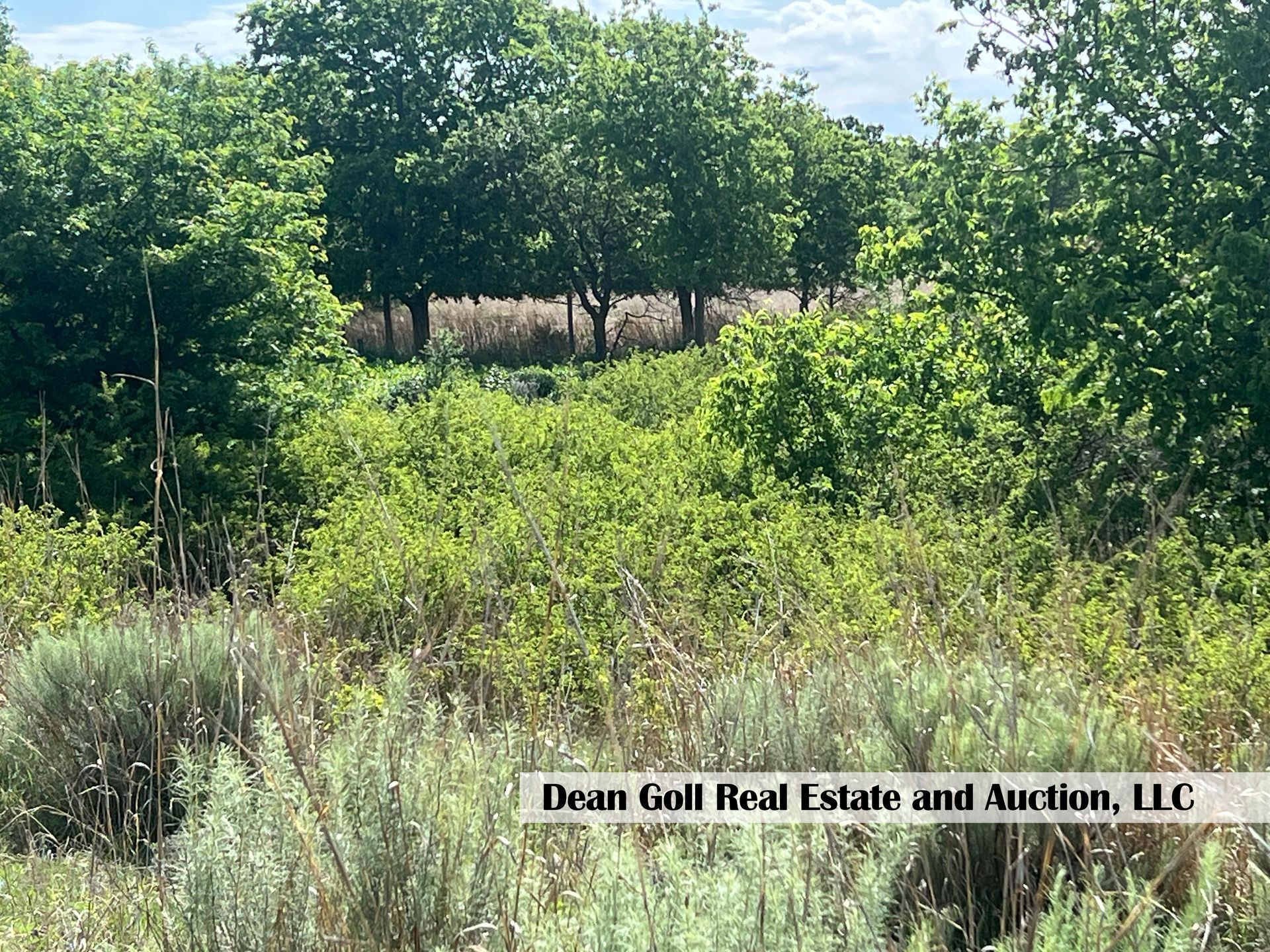 A view of a field with trees and grass