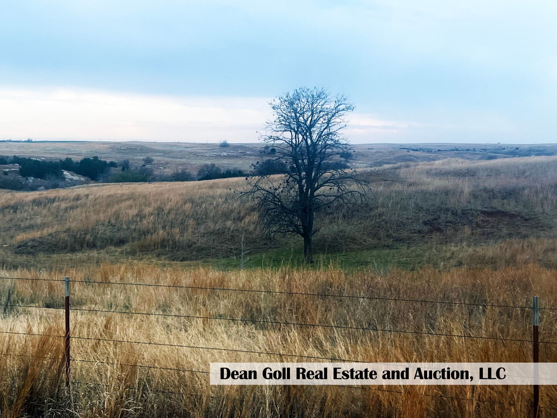 A piece of land with a tree