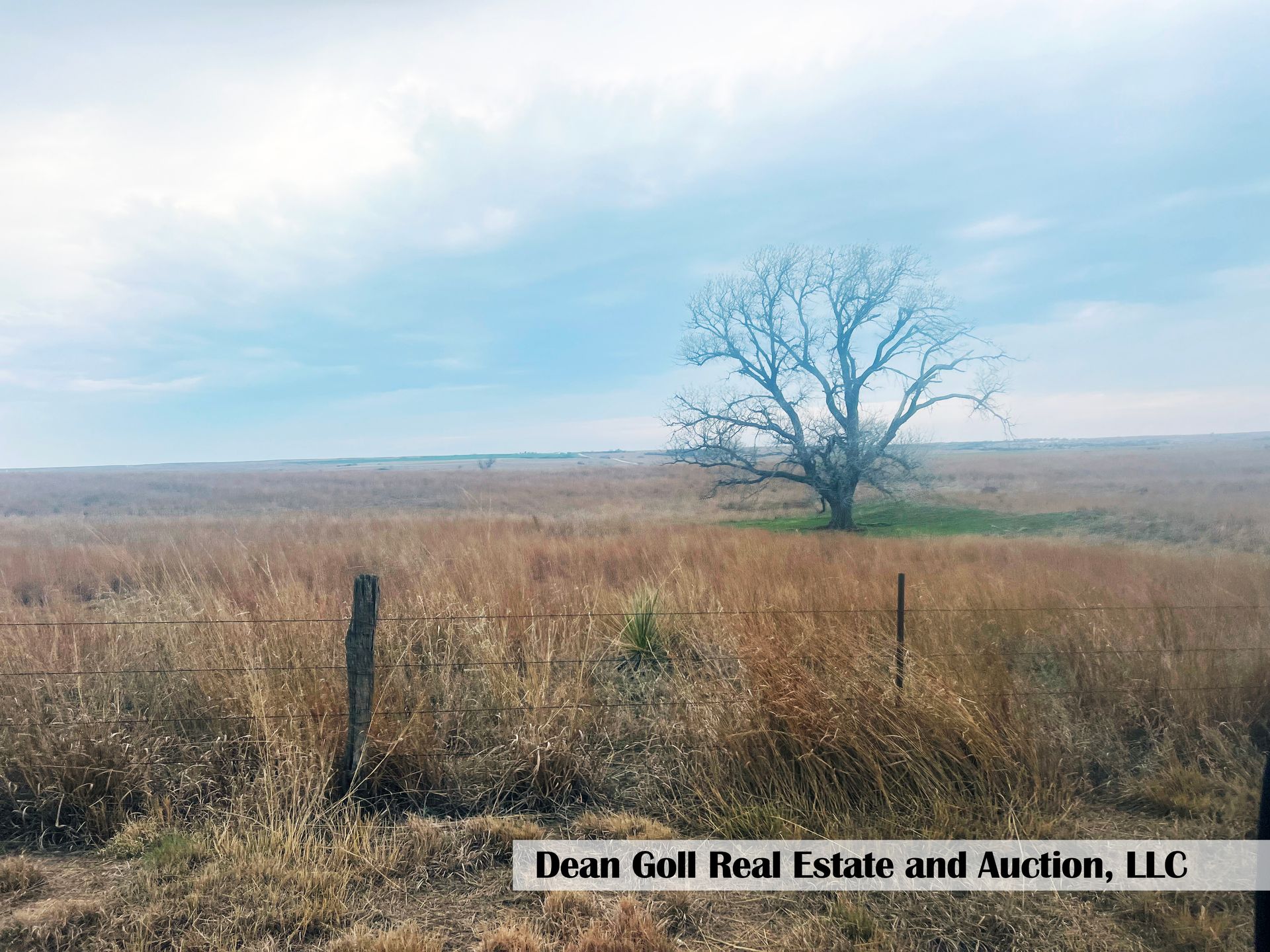 A tree in the middle of a field with a fence in the background