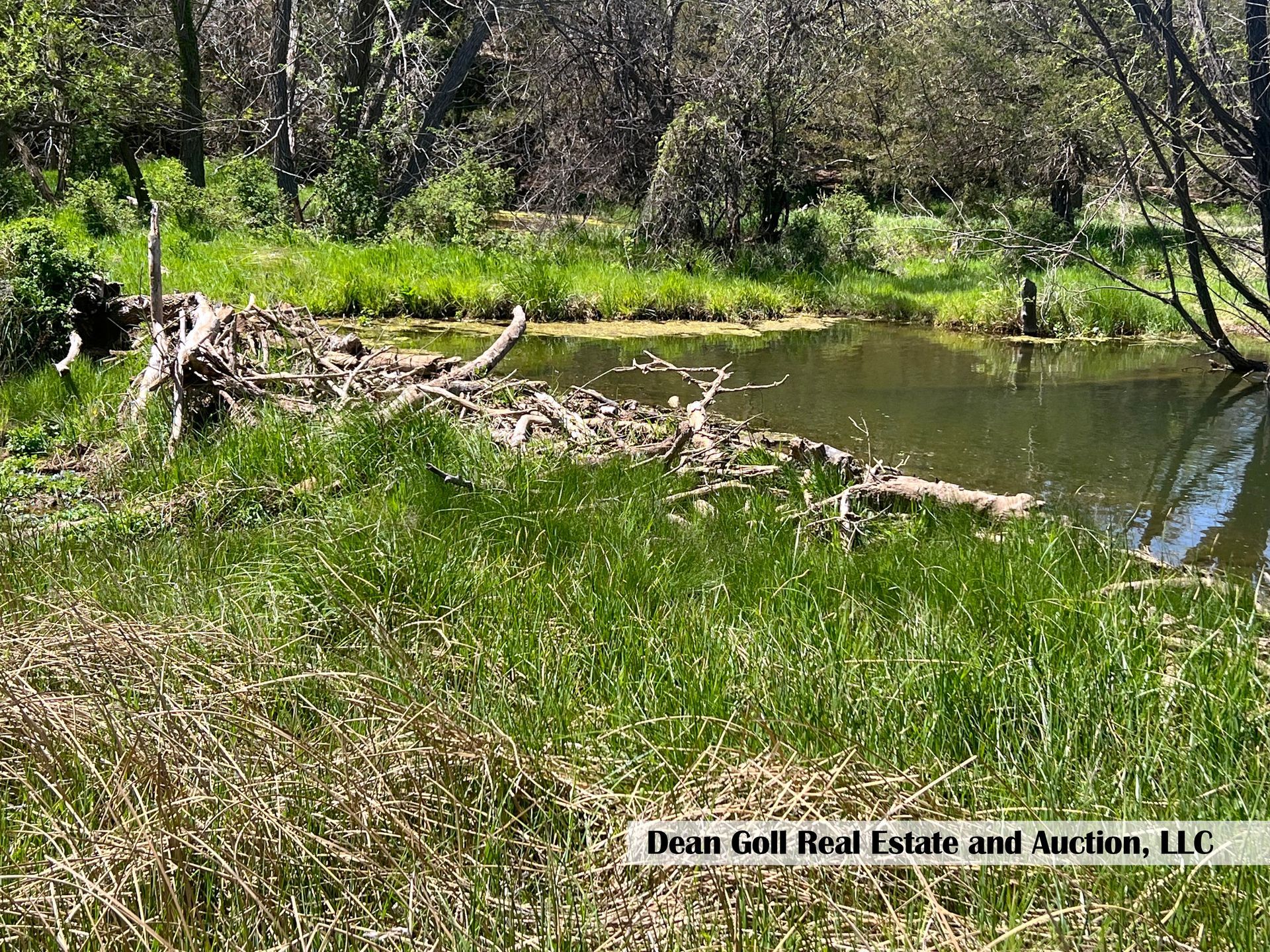 A river surrounded by tall grass and trees in the middle of a forest