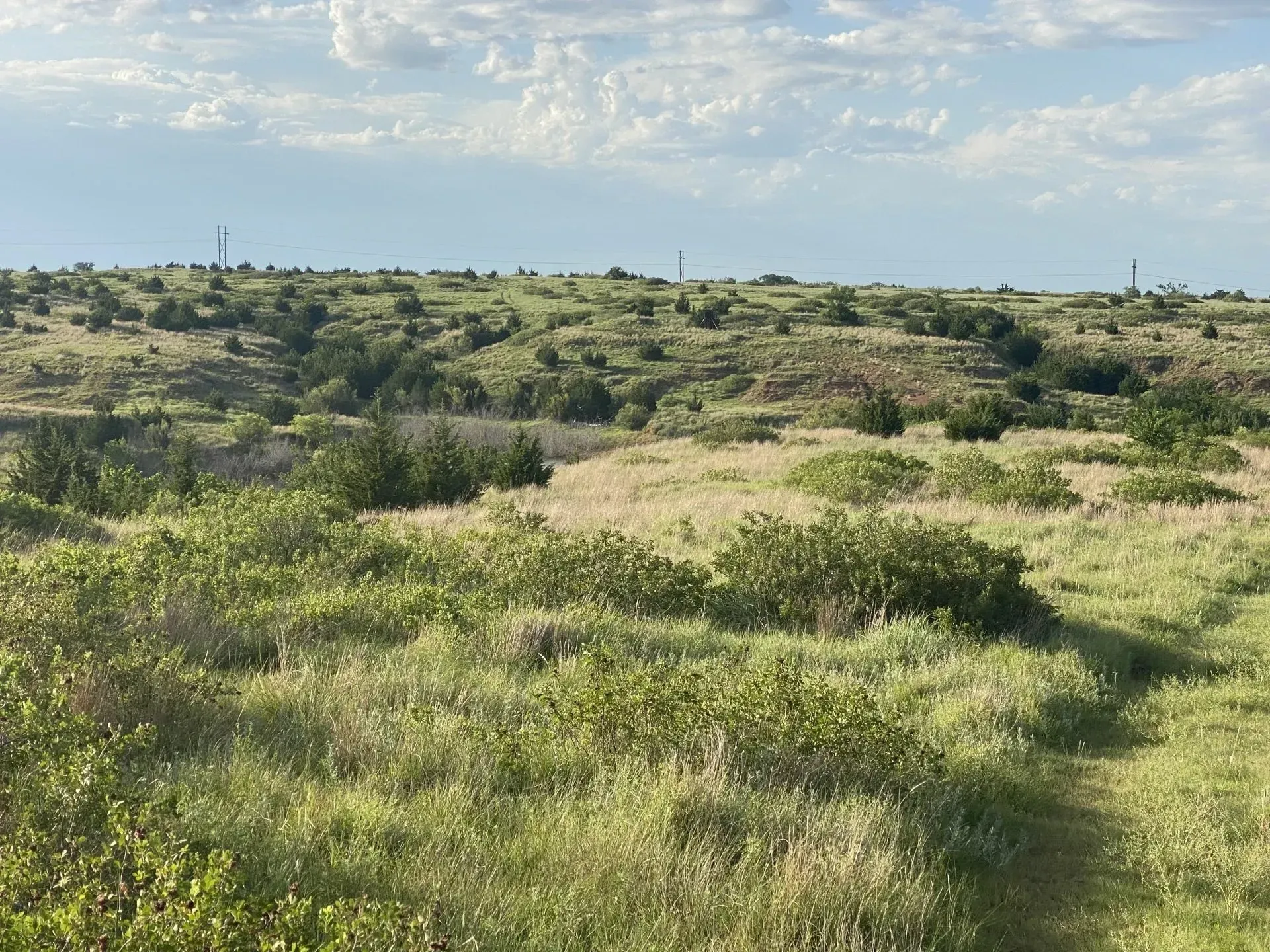 A grassy field with trees in the background and a cloudy sky
