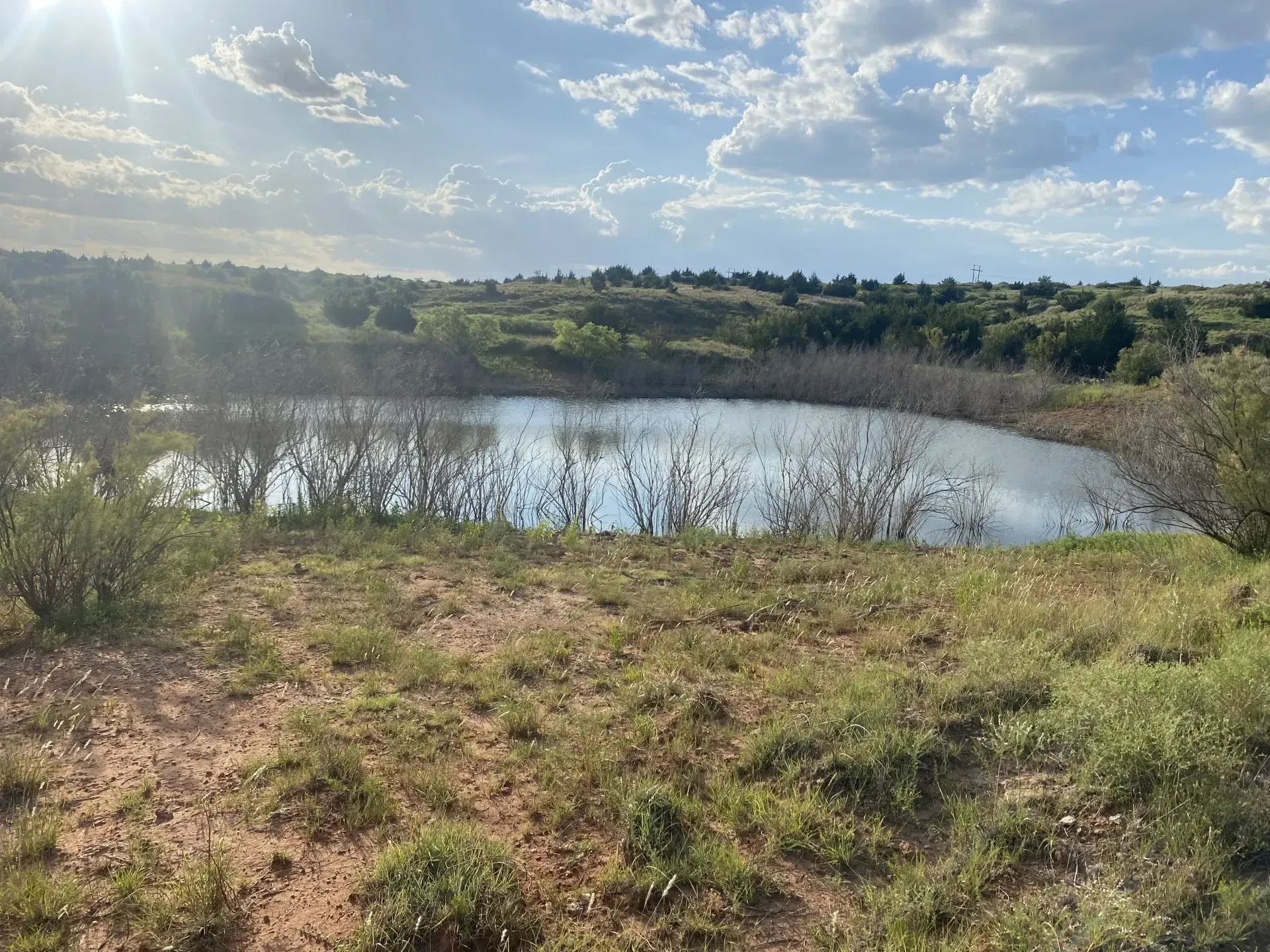 There is a small pond in the middle of a grassy field