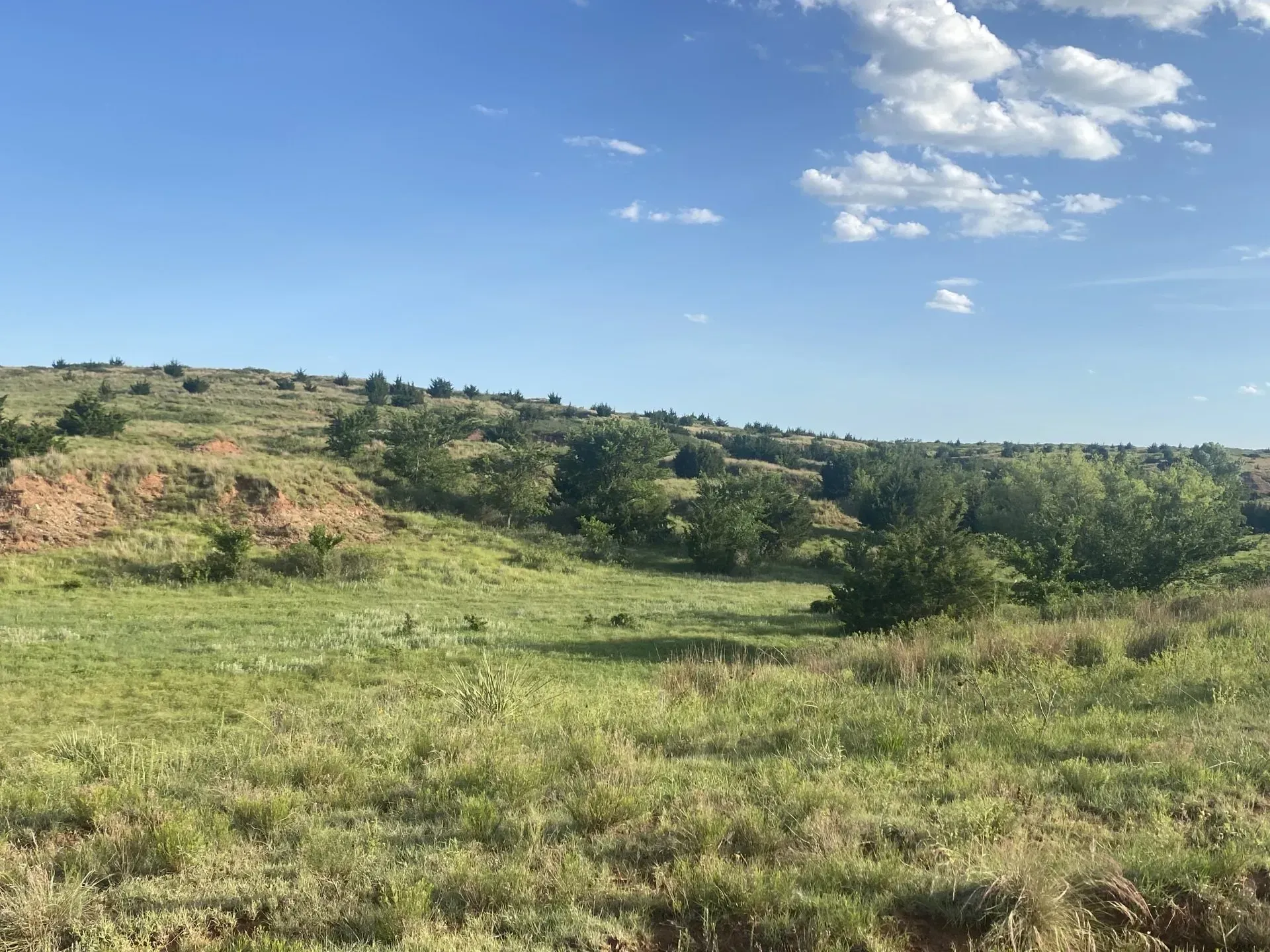 A lush green field with trees and hills in the background on a sunny day