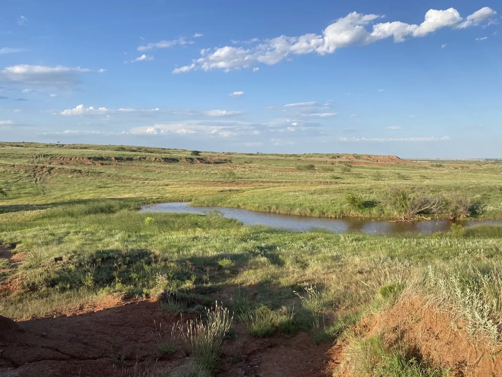 There is a small pond in the middle of a grassy field