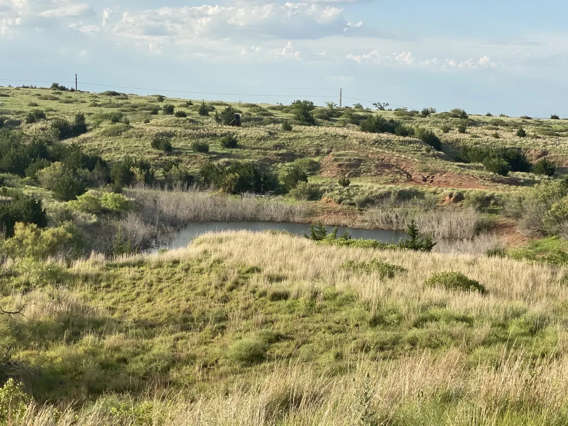 Commercial Grassland