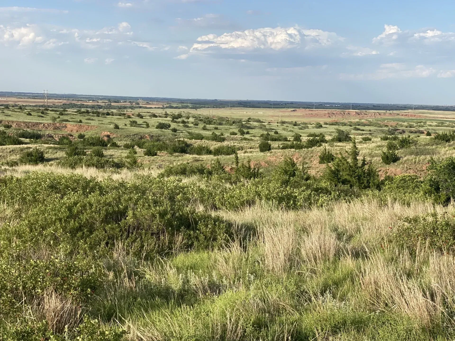 A lush green field with trees and grass on a sunny day