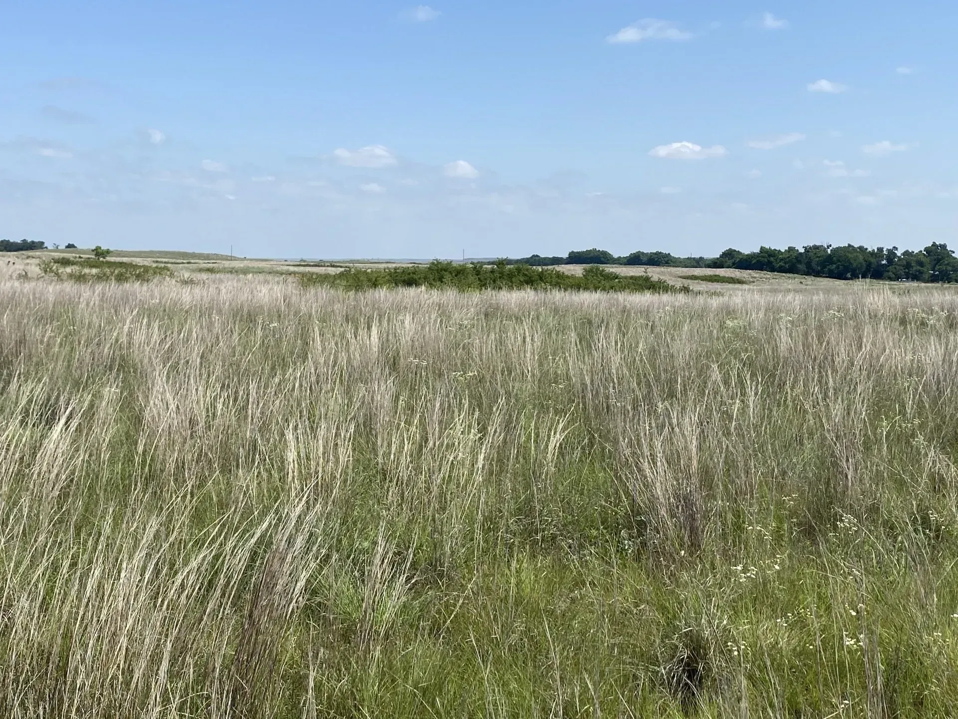 Commercial Grassland