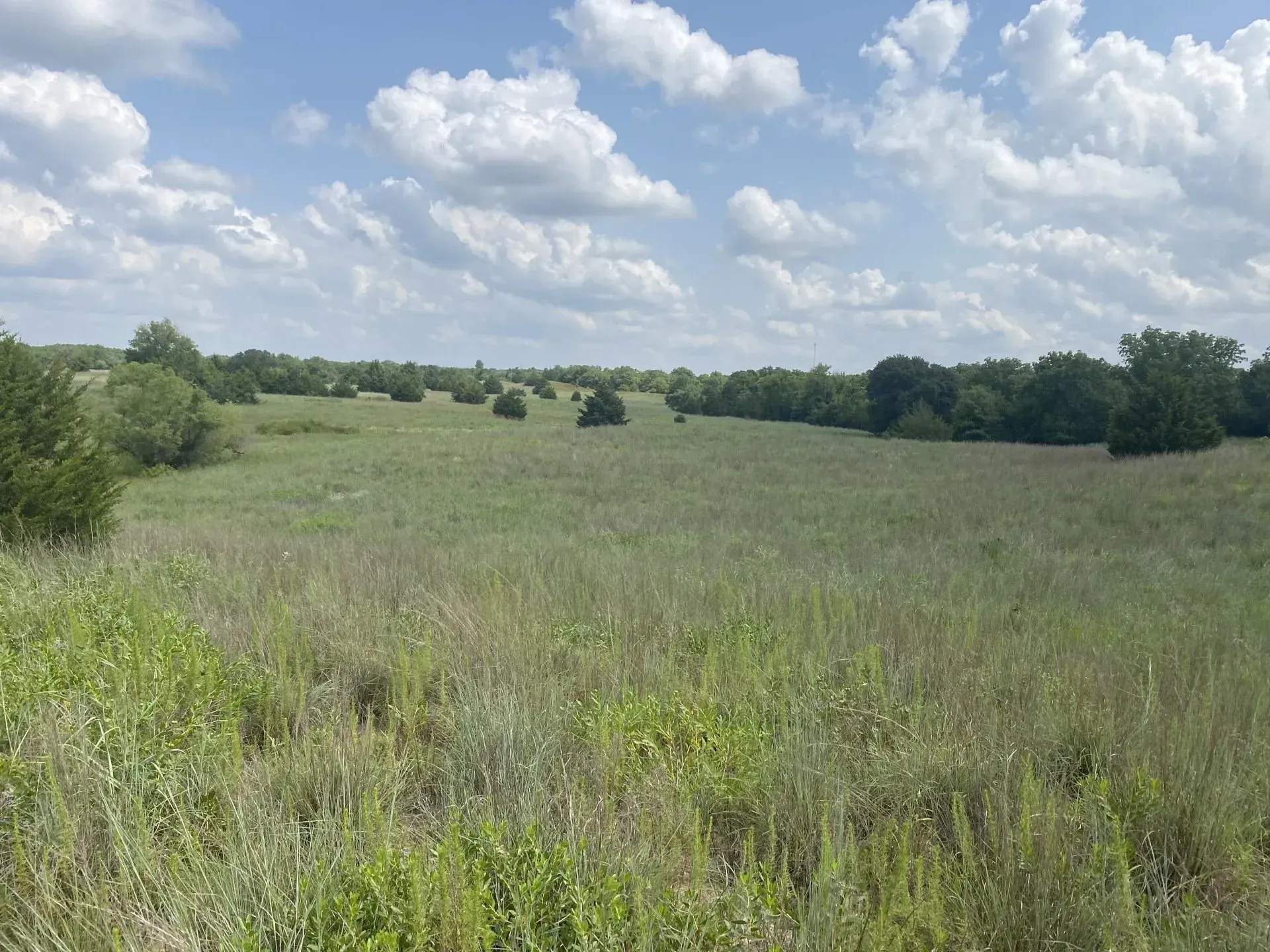 Grassland for Cattle
