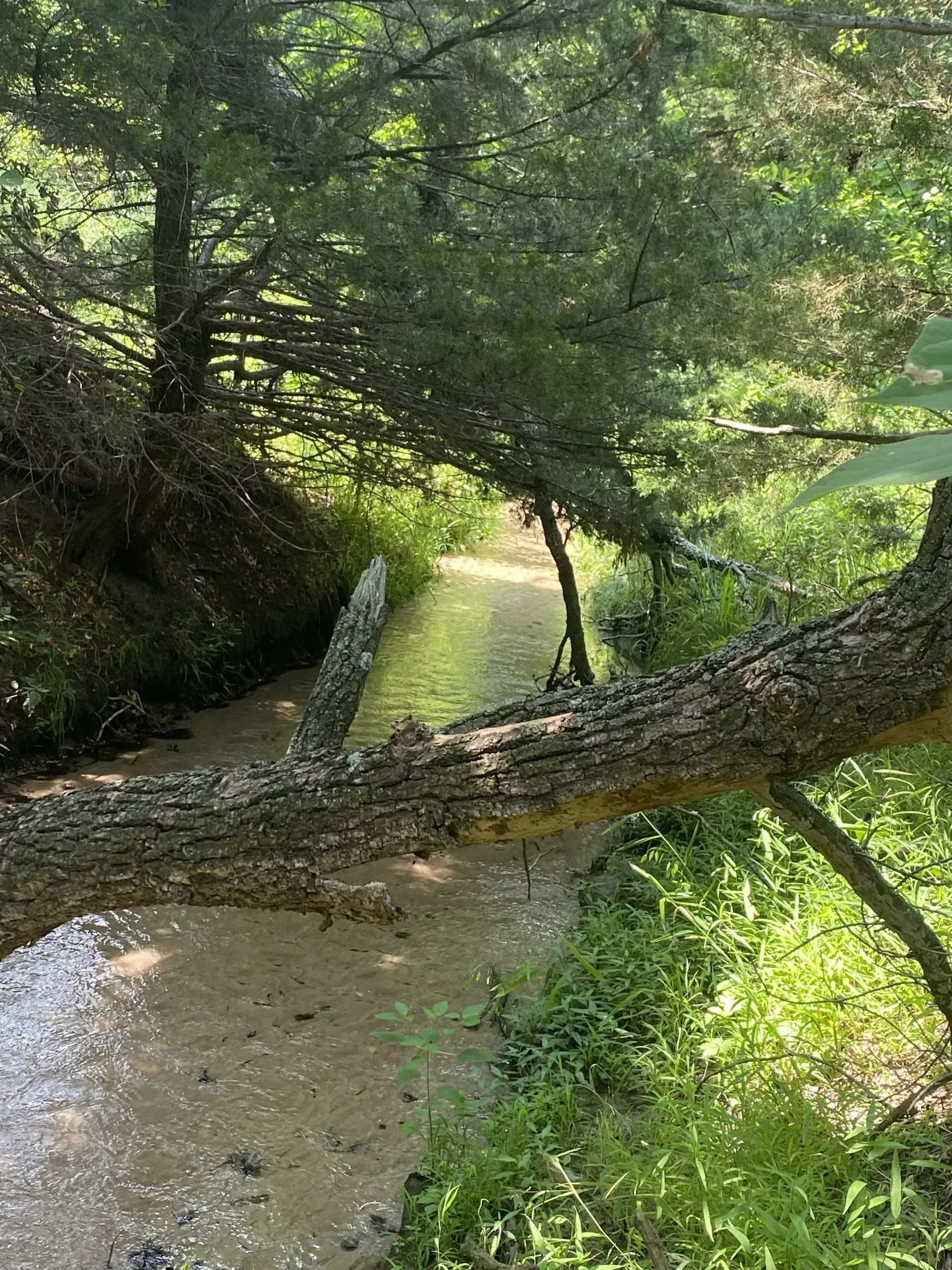 Wildlife for Hunting