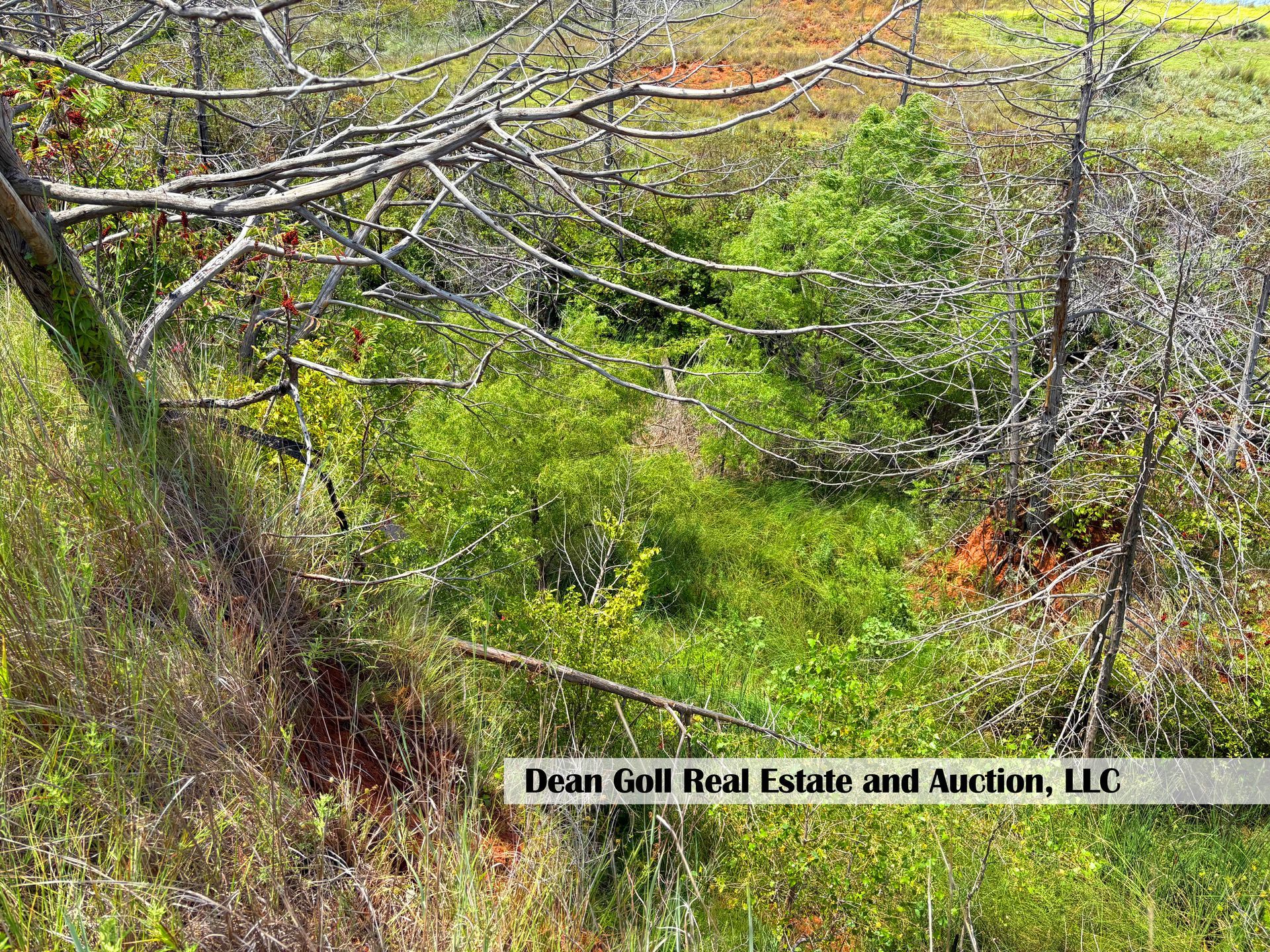 Overhead view of a dense, green forested area with some bare tree branches.  