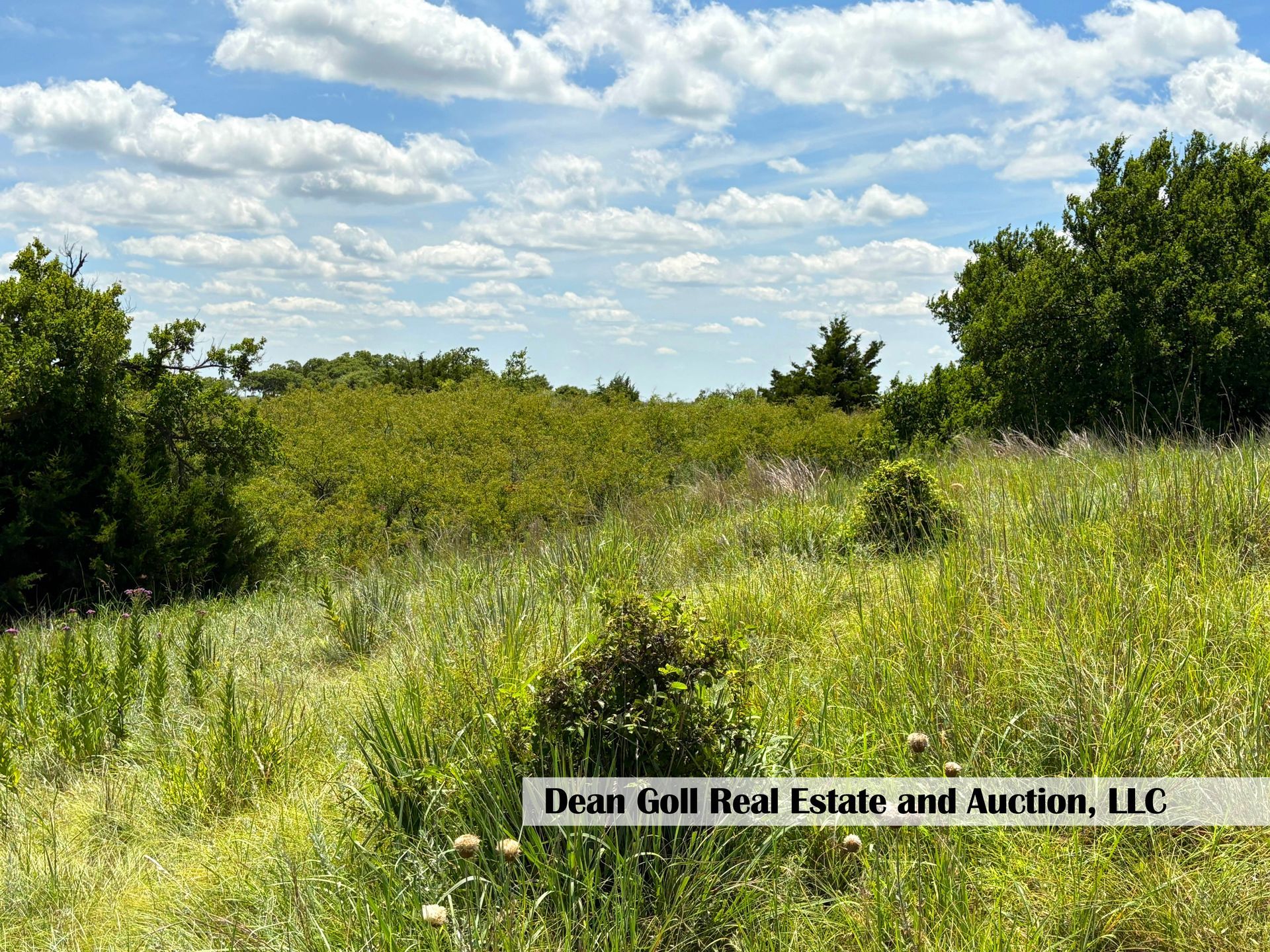 Grassy field with lush green vegetation under a partly cloudy blue sky. Shrubs and trees are scattered throughout.
