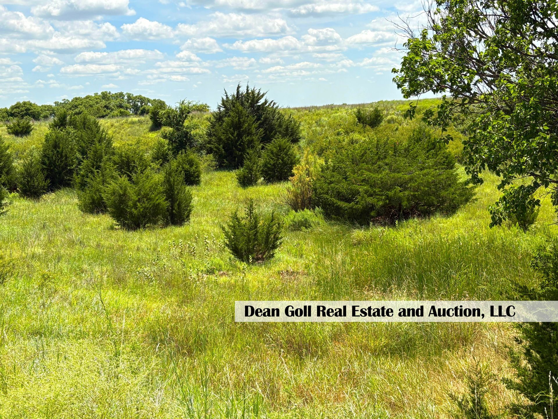 Grassy field with scattered green bushes under a blue sky with white clouds; 