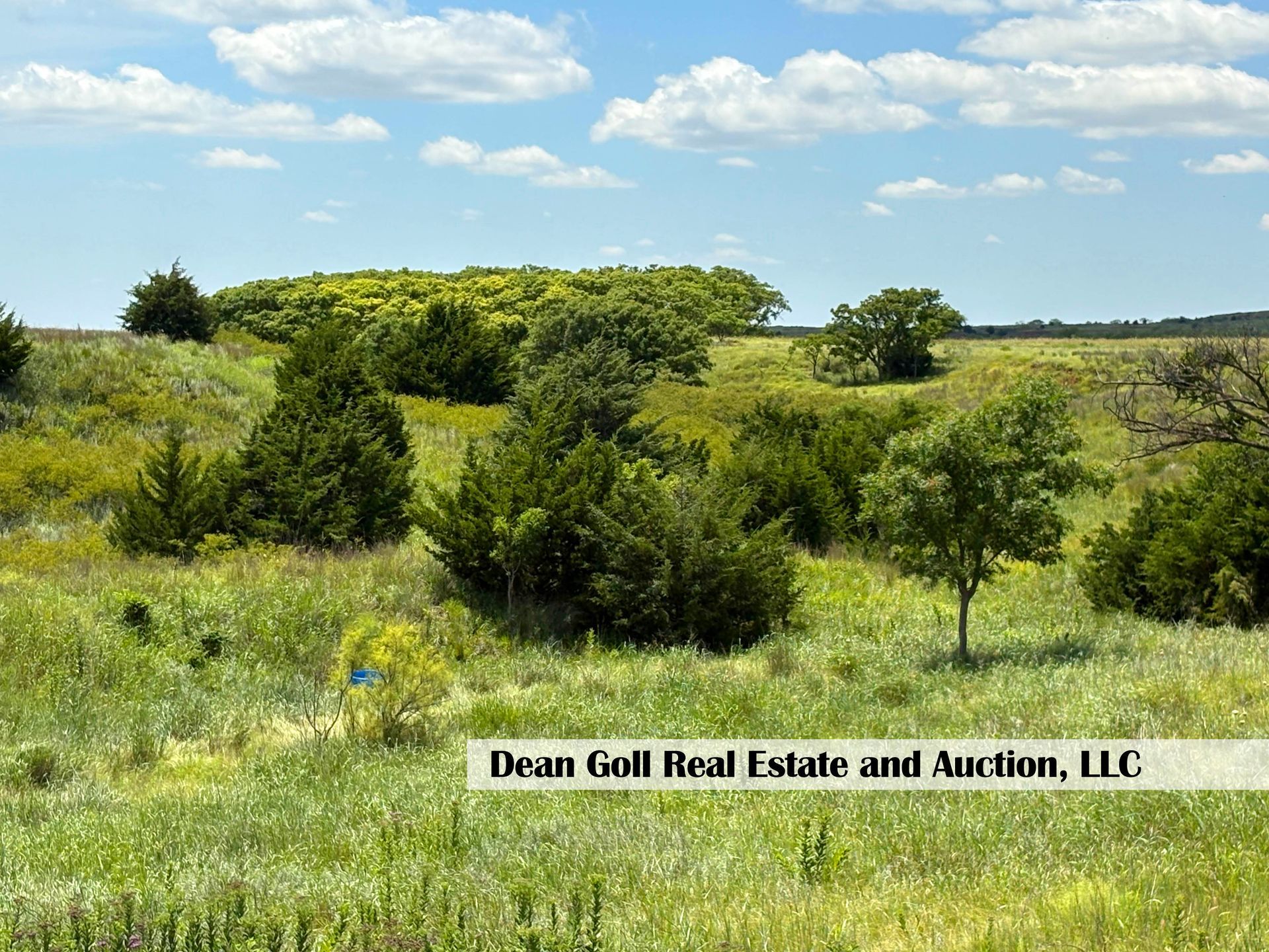 Grassy field with scattered trees under a blue sky with white clouds.