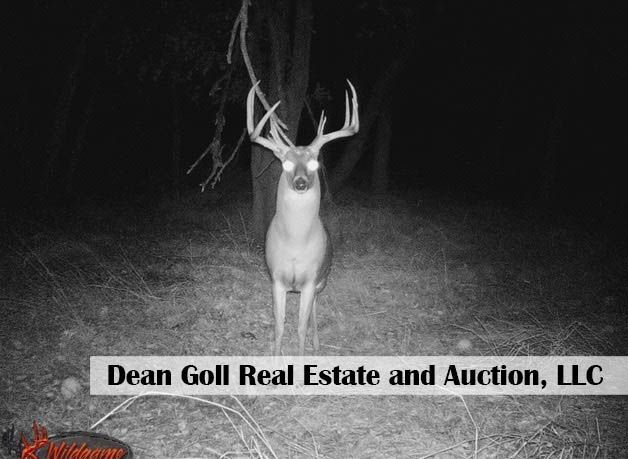 A buck with large antlers stands in a dark forest, captured by a night camera. Its eyes glow brightly.