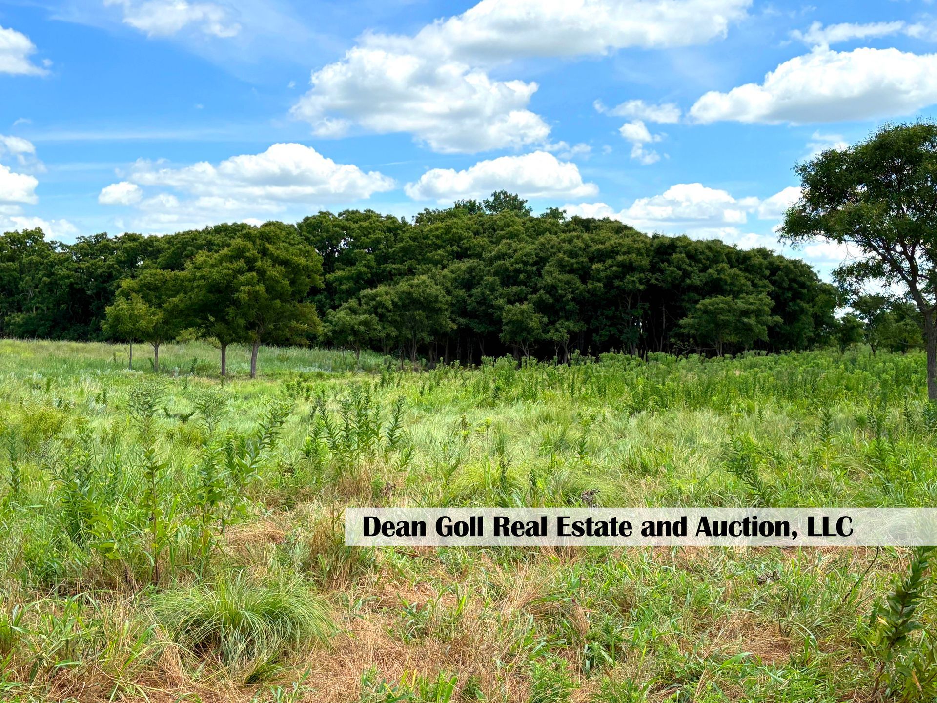 A field of tall green grass and foliage, with a treeline in the distance under a blue sky with fluffy white clouds.