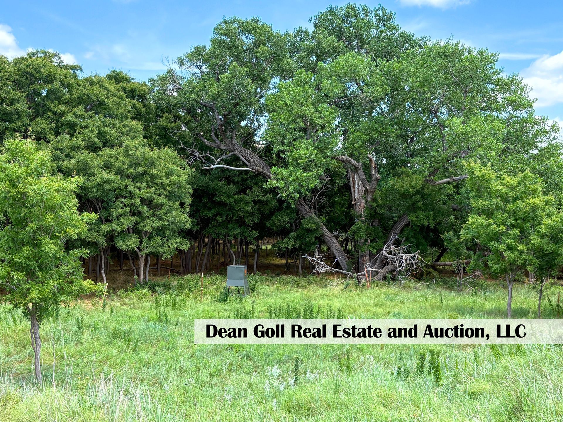 Large, mature tree with a sprawling canopy in a field of tall grass, with smaller trees and blue sky in the background.