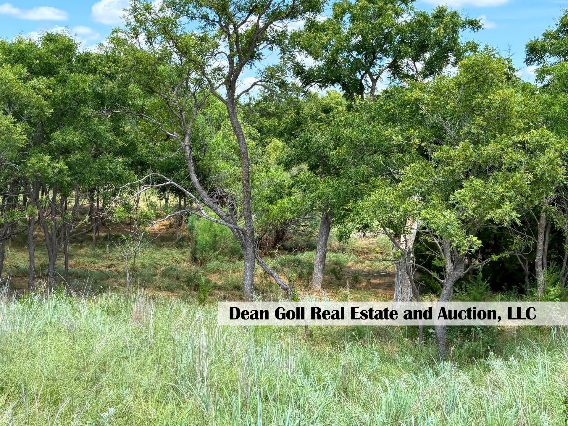 Grassy field with sparse trees under a blue sky.