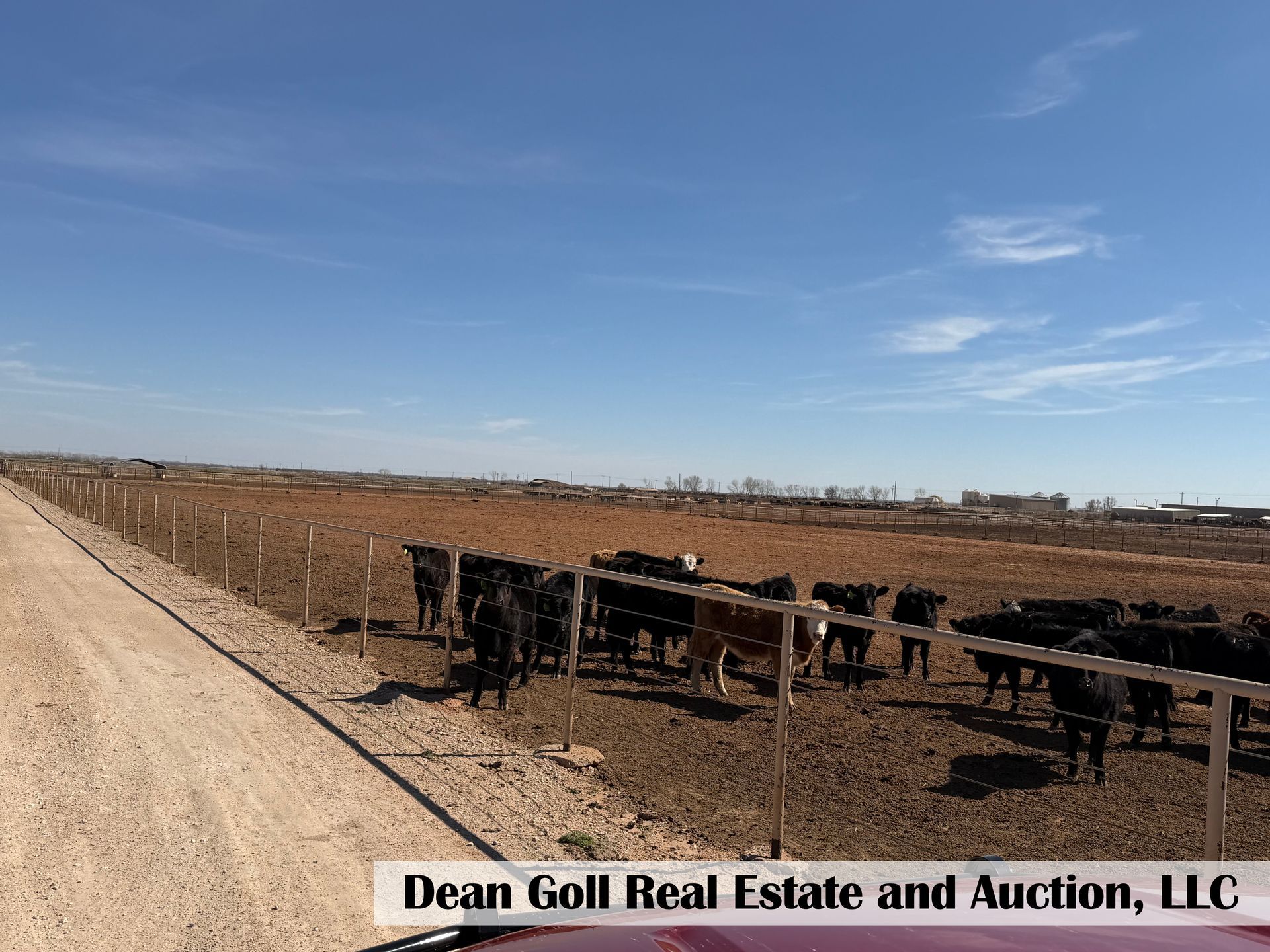 Cattle graze in a fenced outdoor pen along a gravel road under a clear blue sky.