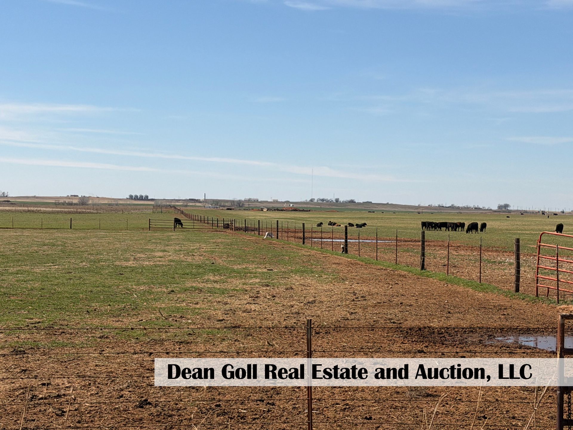 A wide, grassy pasture under a clear blue sky, featuring a wire fence line and a small herd of cattle in the distance.