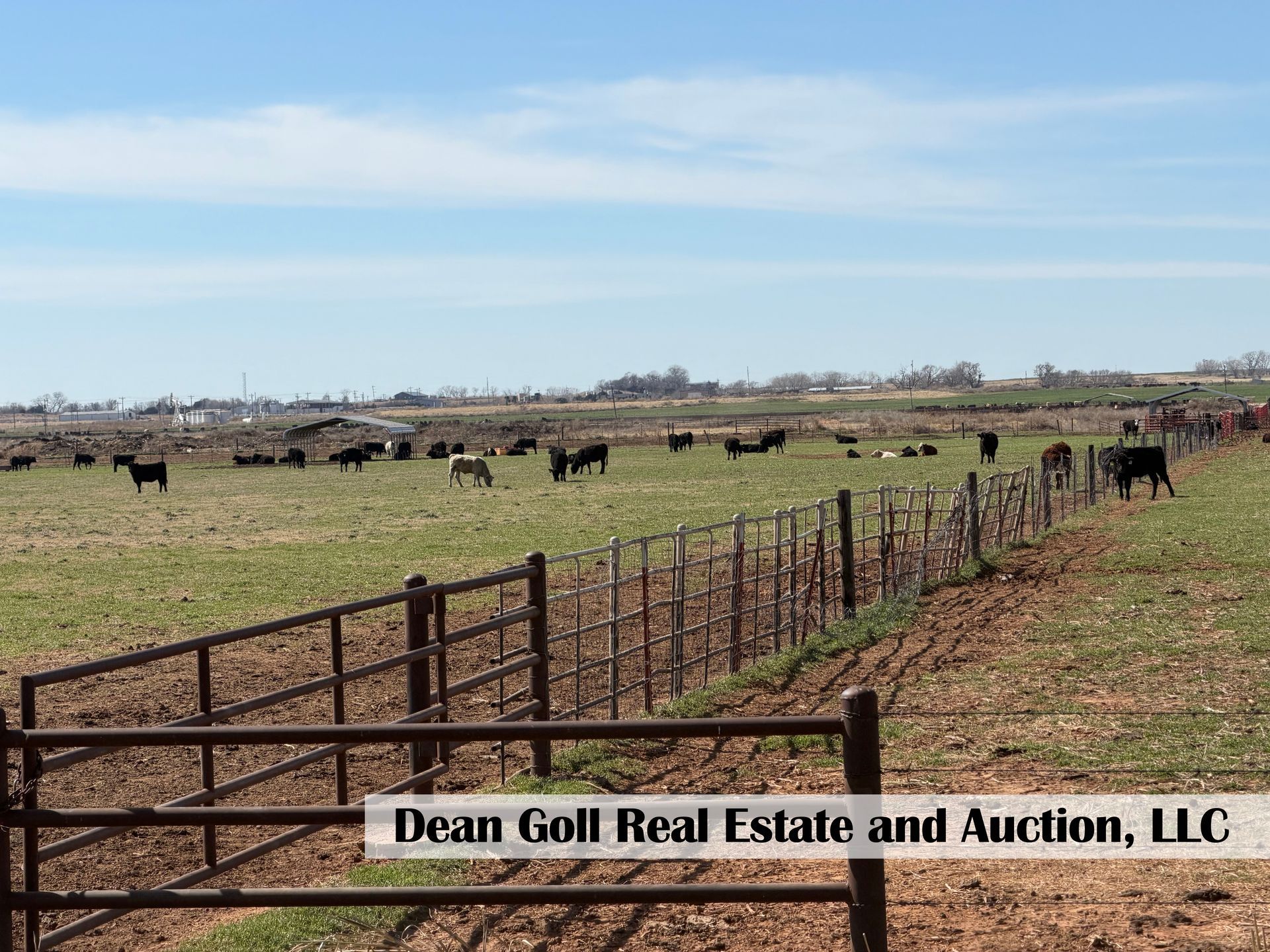 A herd of cattle grazing in a grassy field behind a metal fence, under a bright blue sky.