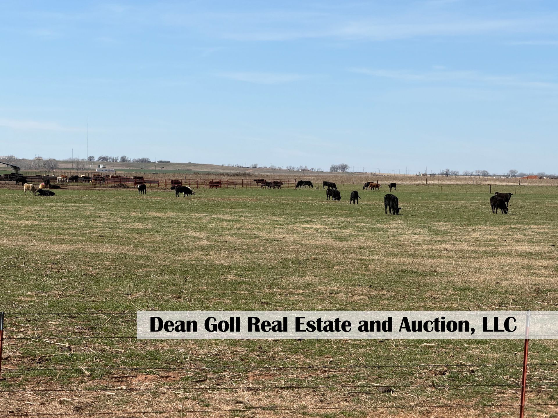 Cattle graze in a large, open pasture under a bright blue sky, with a real estate watermark overlaid on the image.