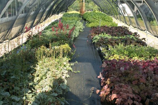 Wagner Nursery