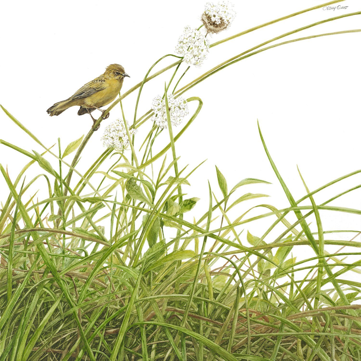 North for the Summer