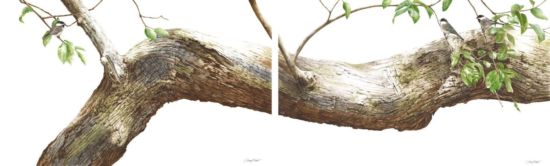 Branching Out Angel Oak