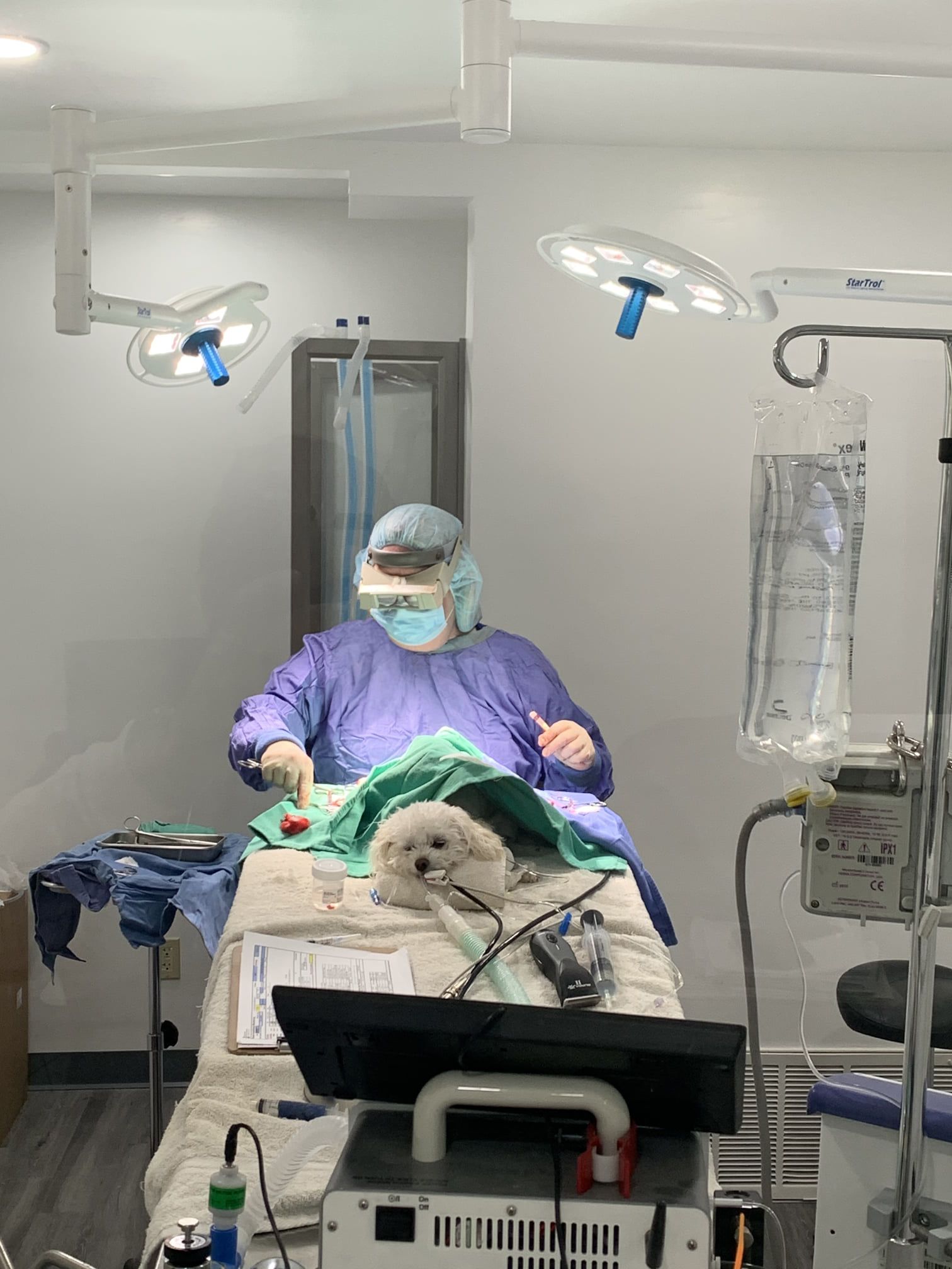 A surgeon is operating on a small white dog in an operating room.