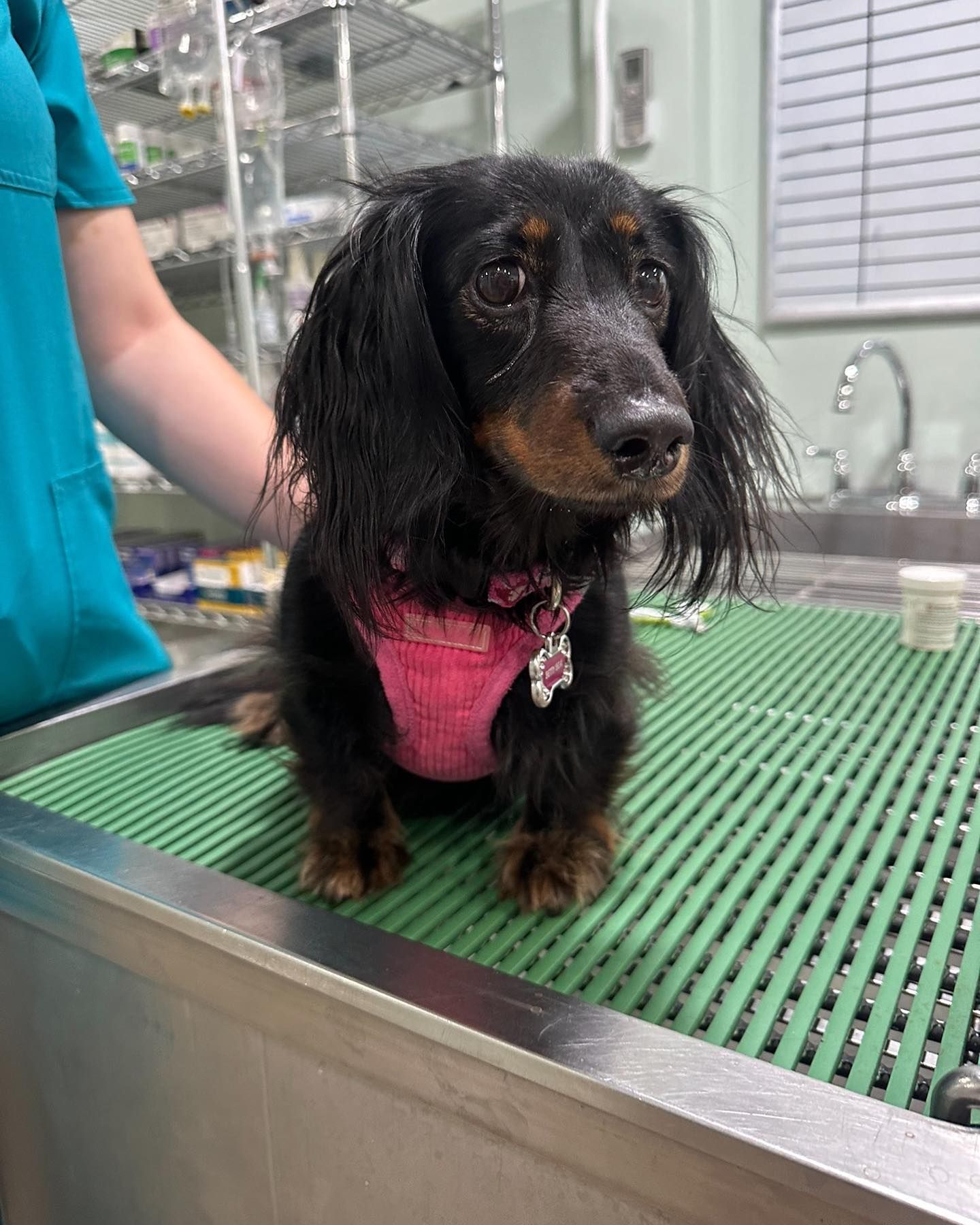 A black and brown dachshund is sitting on a green mat in a veterinarian 's office.