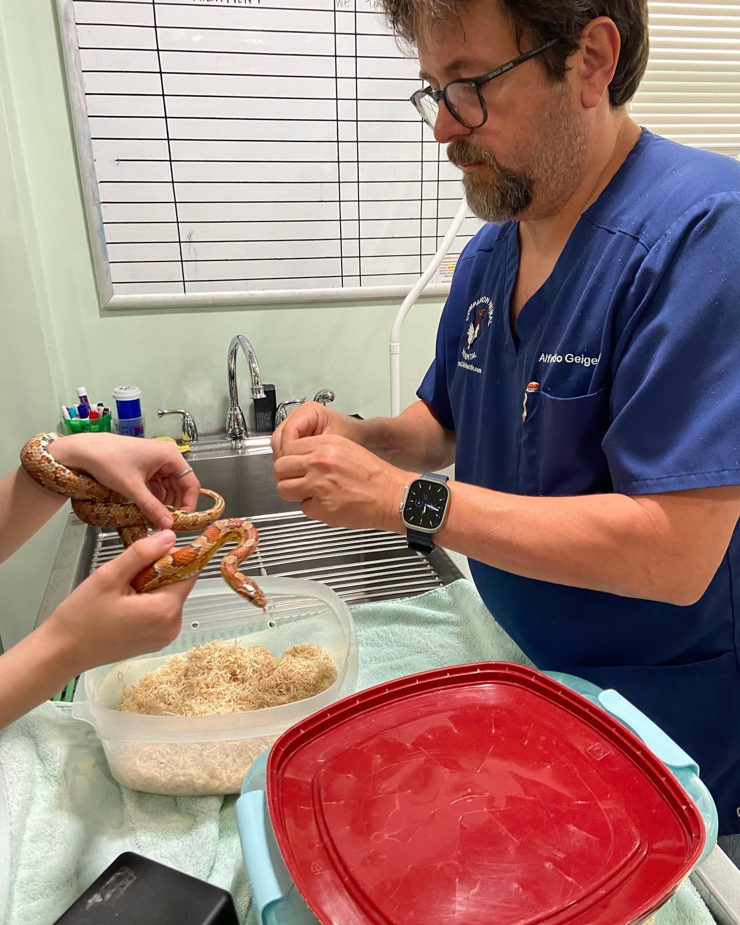 A man in a blue scrub top is holding a snake in his hands.
