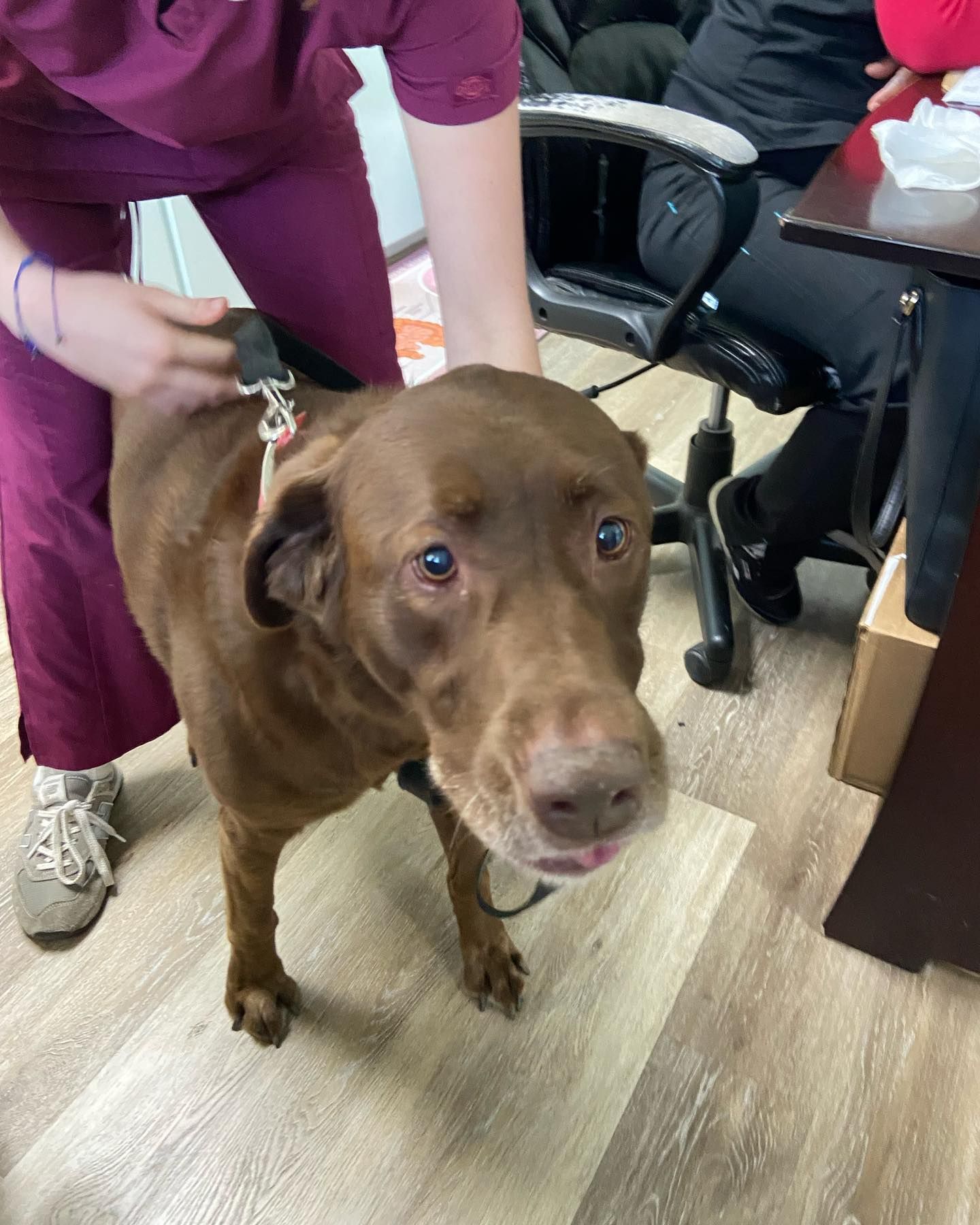 A brown dog is being examined by a veterinarian.