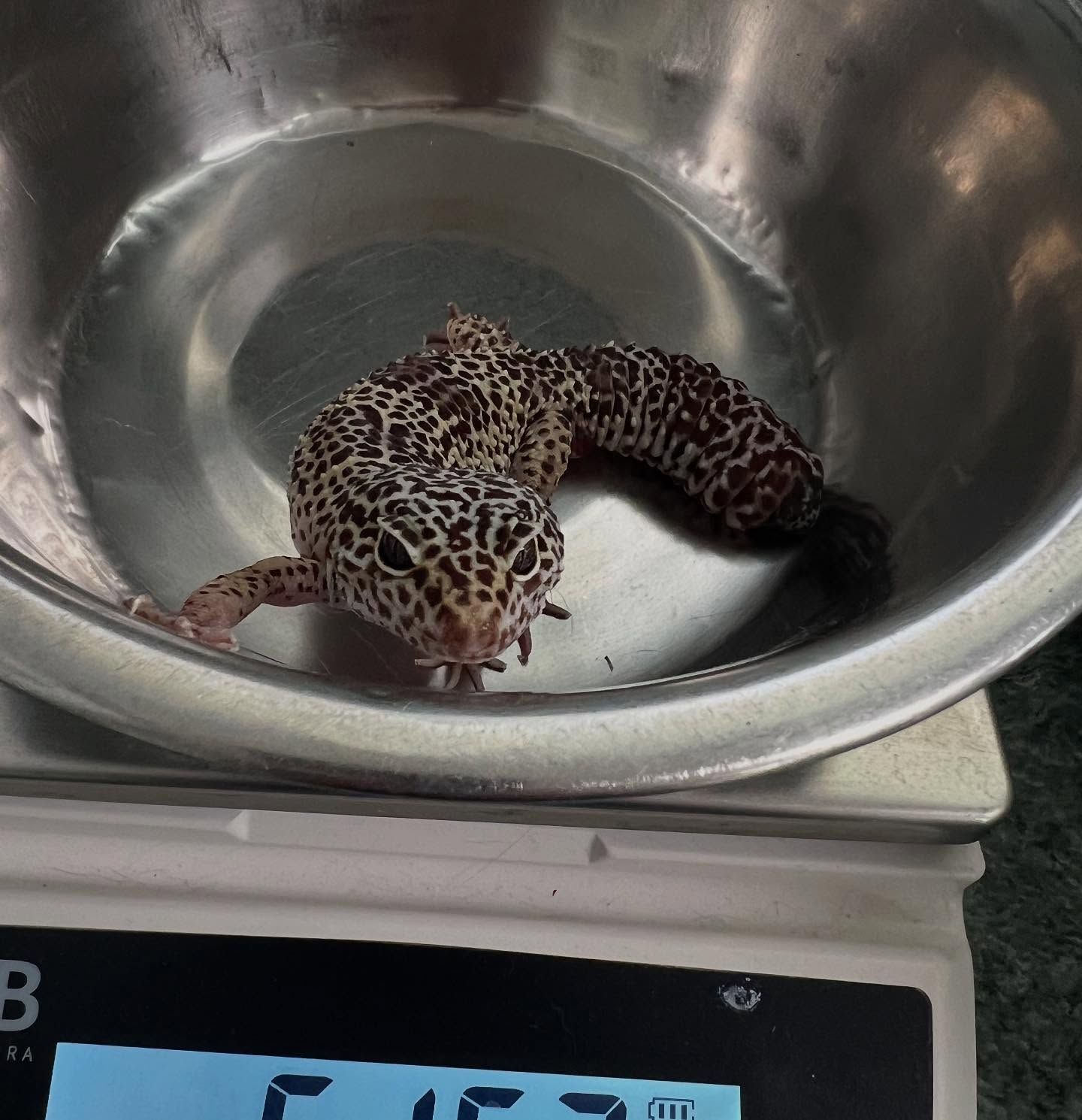 A leopard gecko is sitting in a bowl of water on a scale