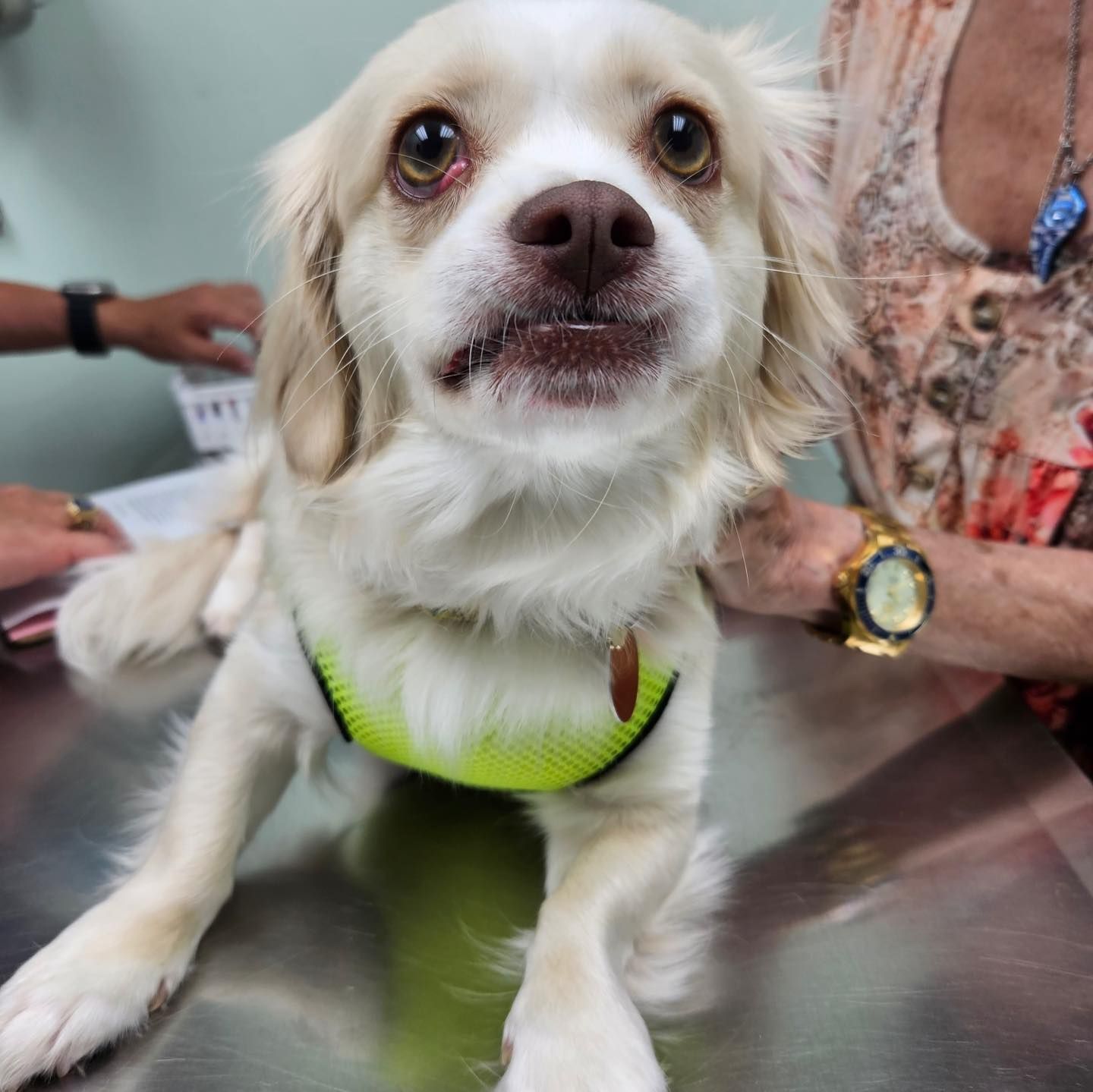 A dog wearing a yellow vest is sitting on a table