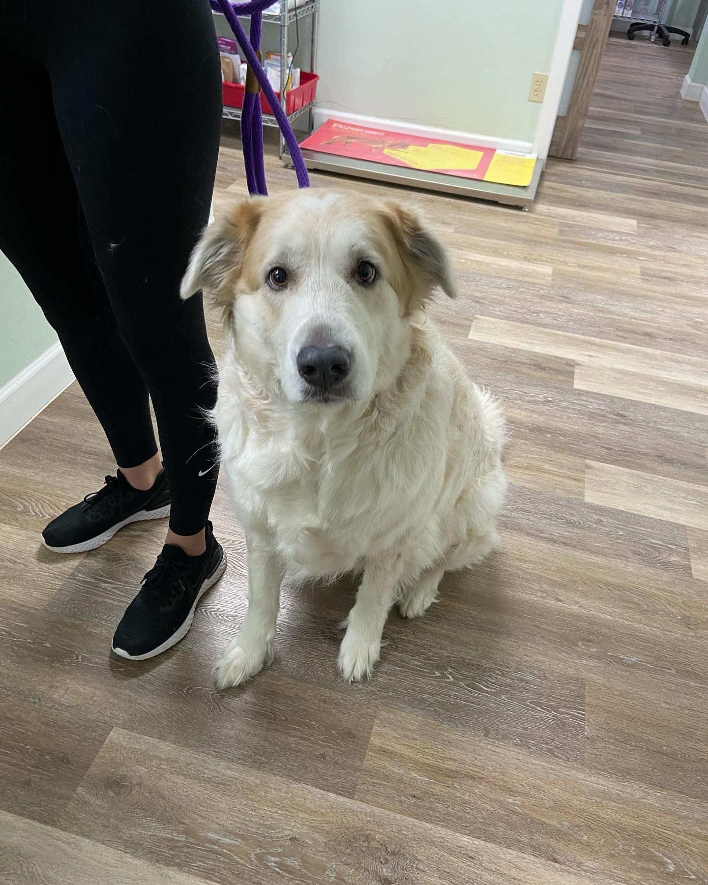 A dog is sitting on a wooden floor next to a person.