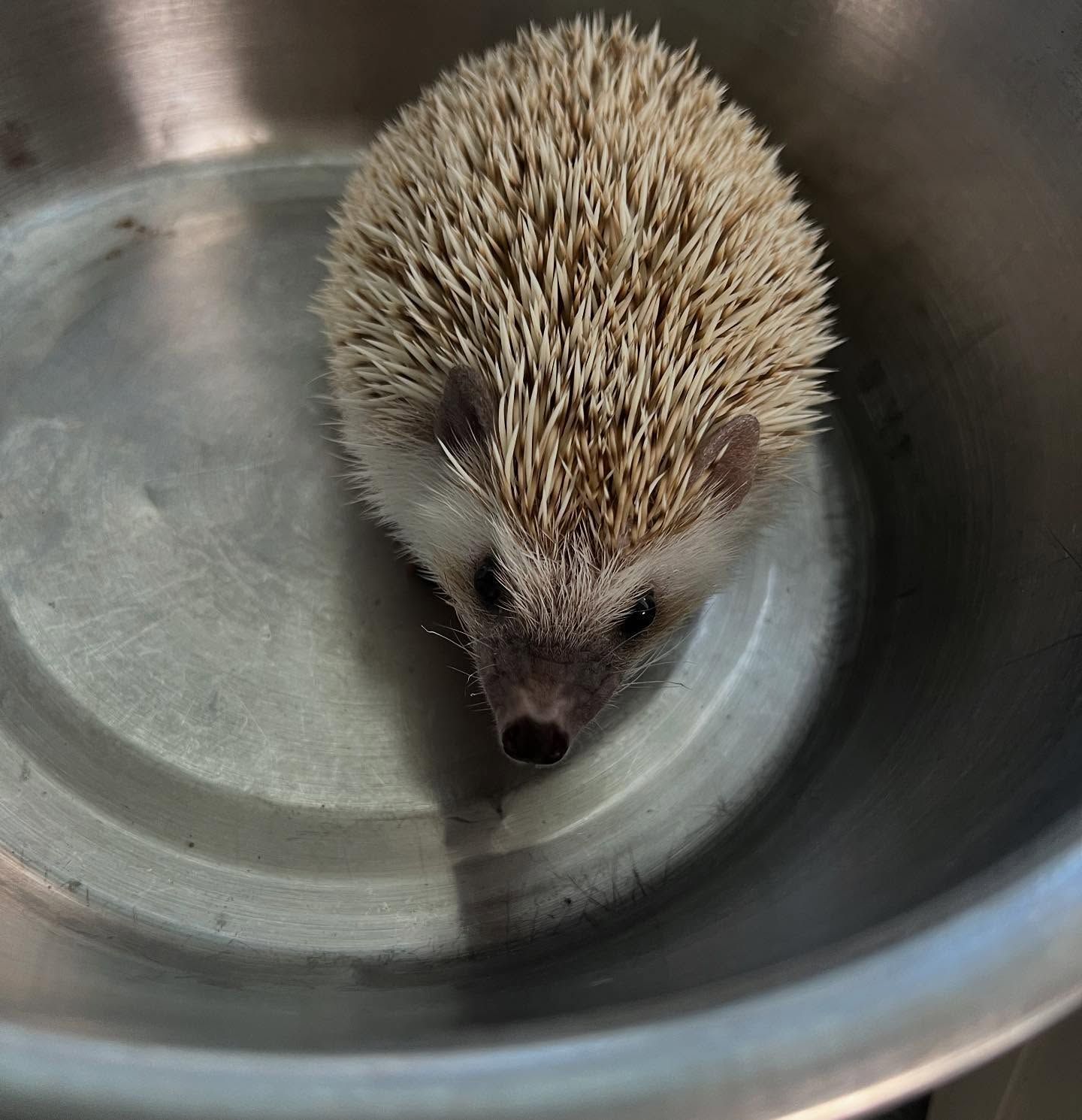 A small hedgehog is sitting in a metal bowl.